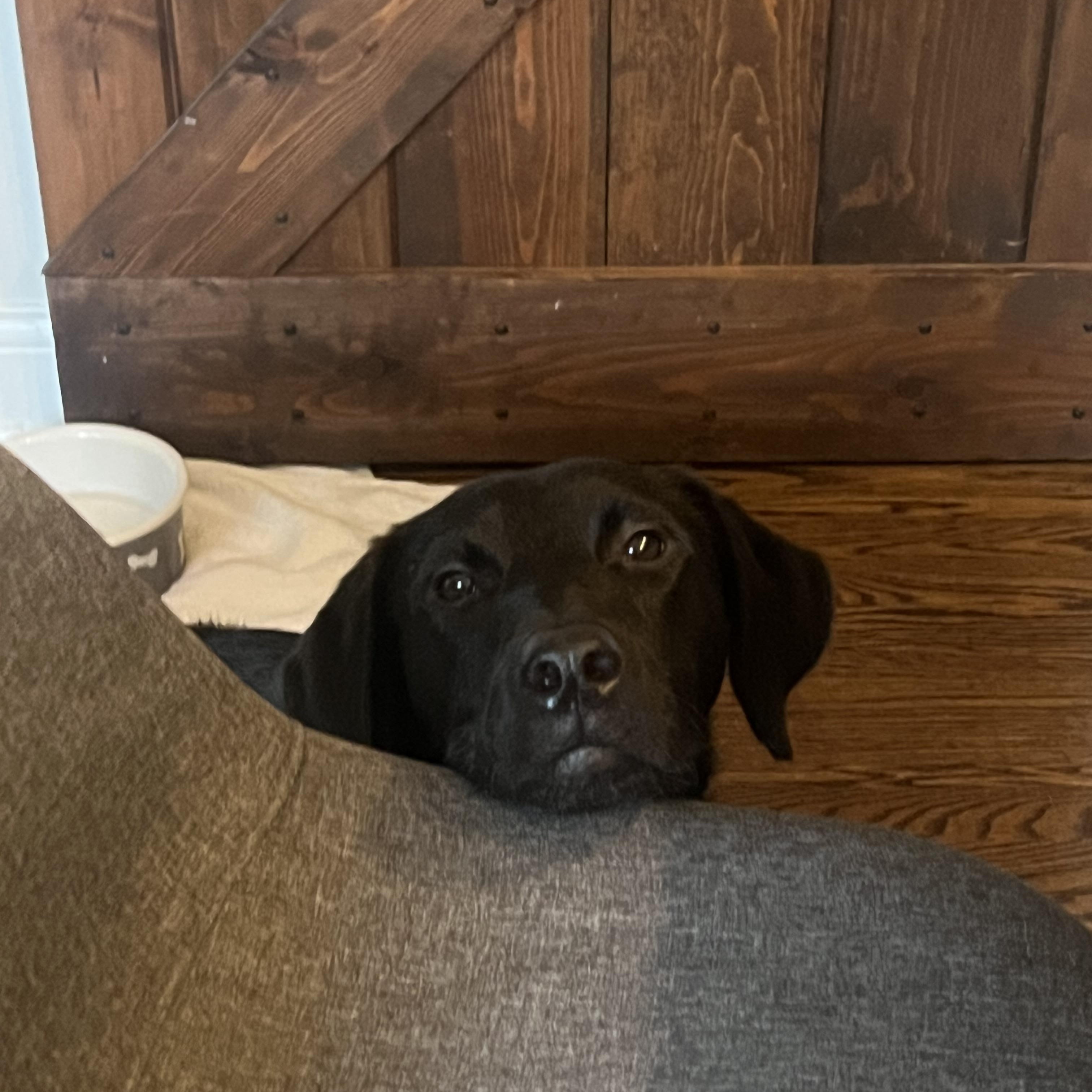 Enlarge Romeo, a Adoptable mixed breed in Oswego, IL image 2/6