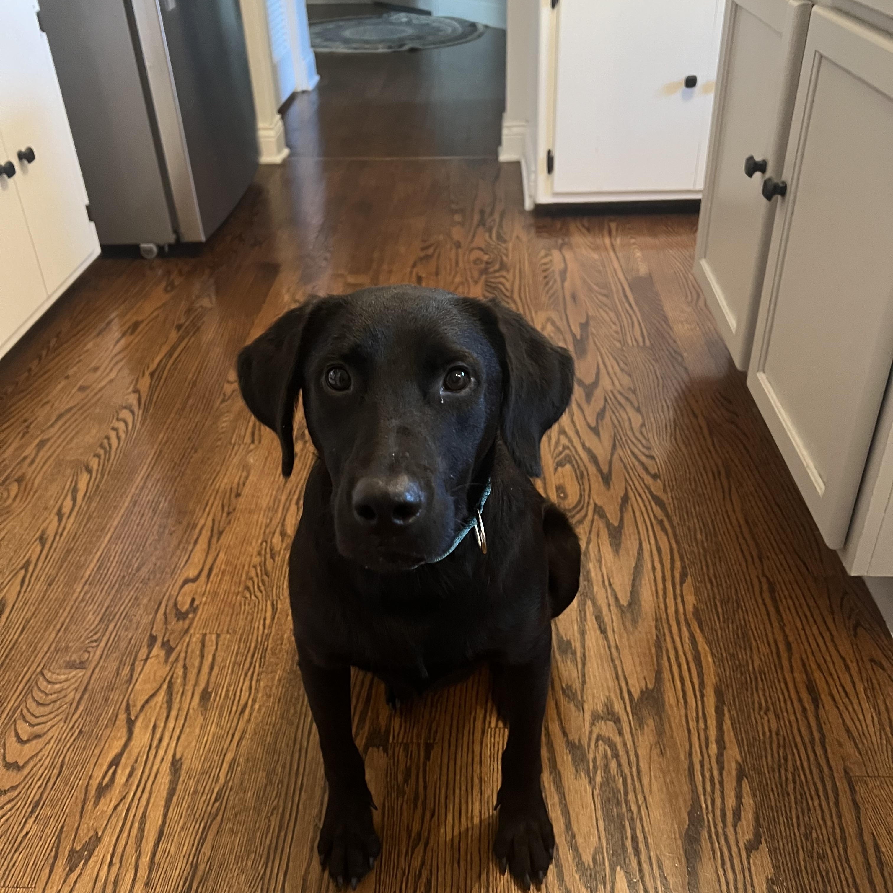 Romeo, Adoptable, Young Male Black Labrador Retriever.