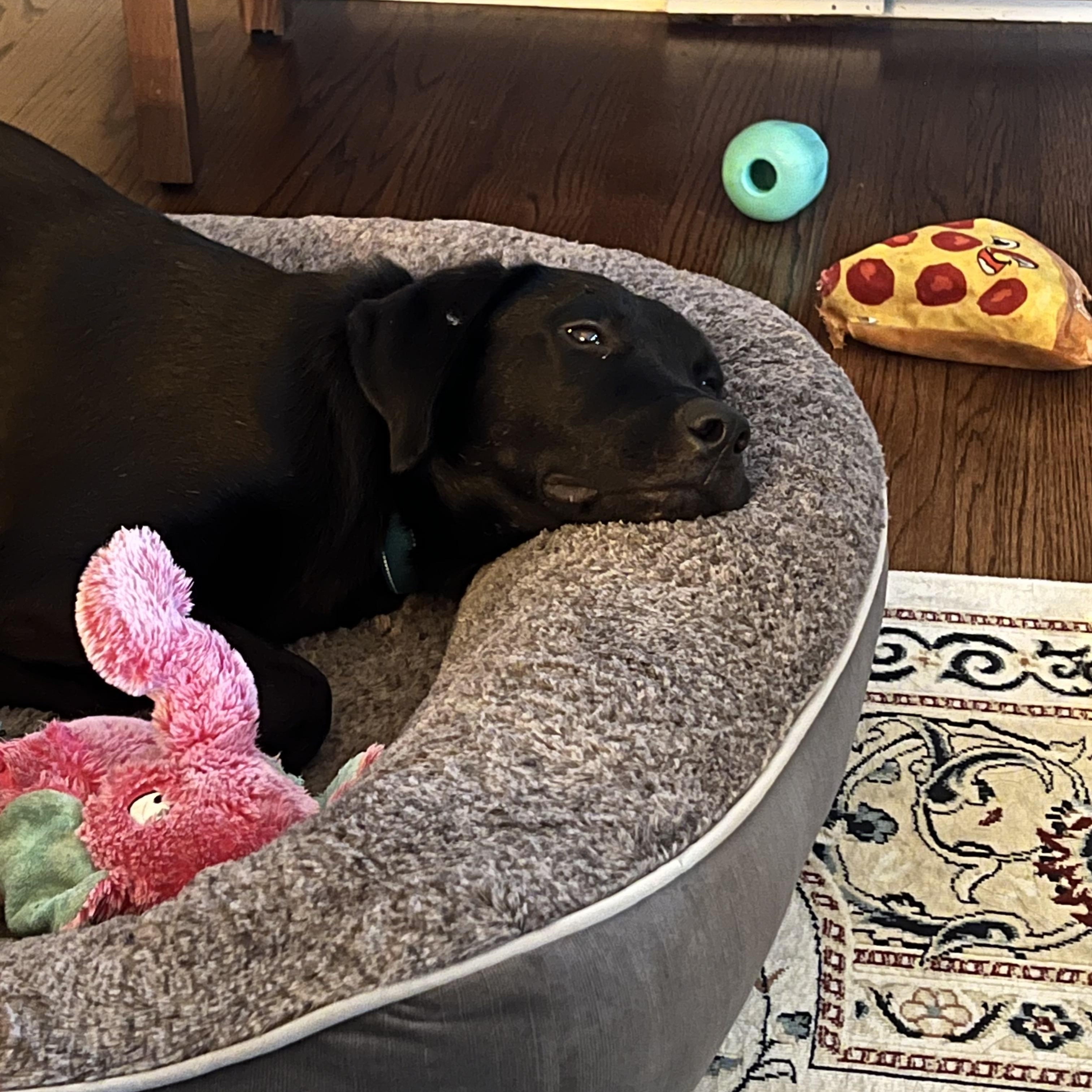 Enlarge Romeo, a Adoptable mixed breed in Oswego, IL image 5/6