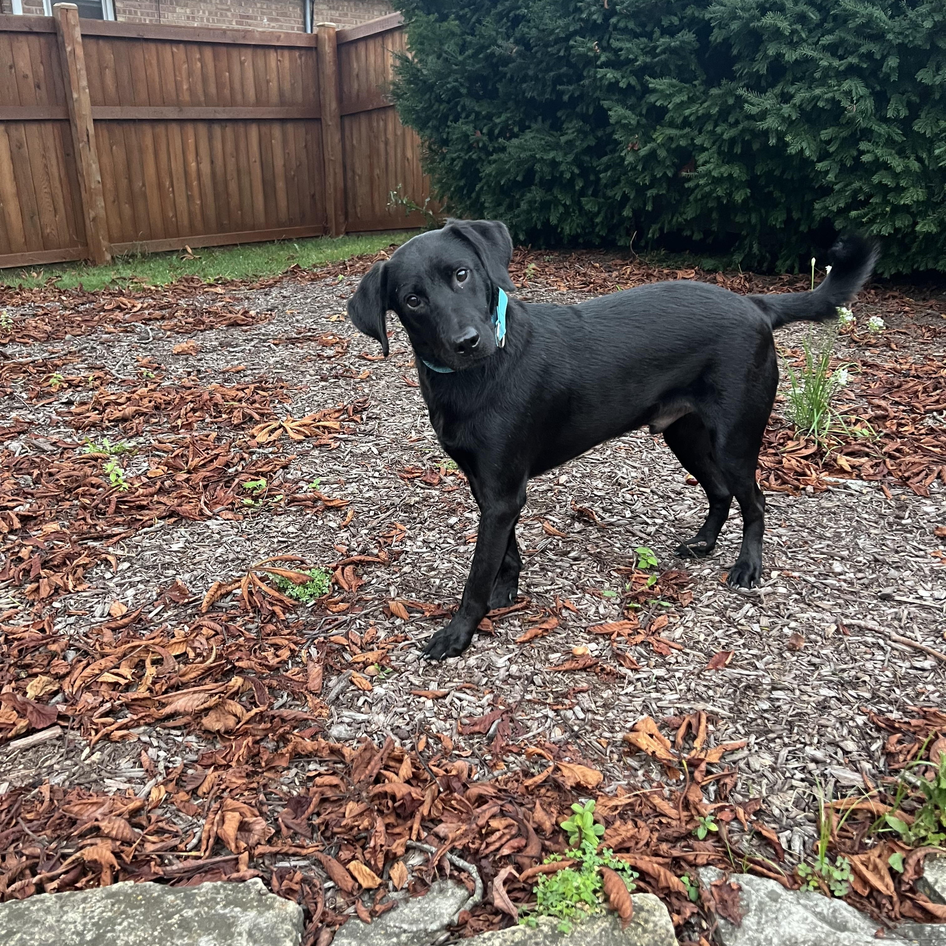 Enlarge Romeo, a Adoptable mixed breed in Oswego, IL image 4/6