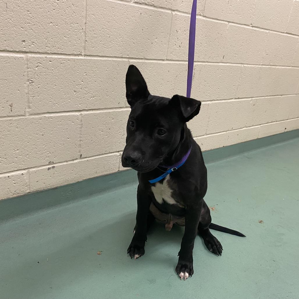 Enlarge Atlas, a Adoptable Mixed Breed in Gainesville, GA image 1/1