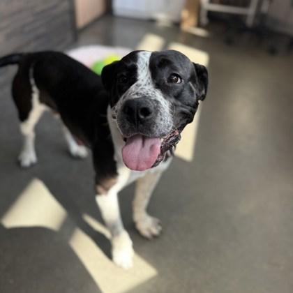 Knuckles, Young Male Mixed Breed