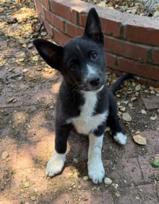 Enlarge Winnie, an adopted mixed breed in Santa Paula, CA image 2/2