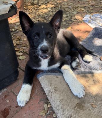 Enlarge Winnie, an adopted mixed breed in Santa Paula, CA image 1/2