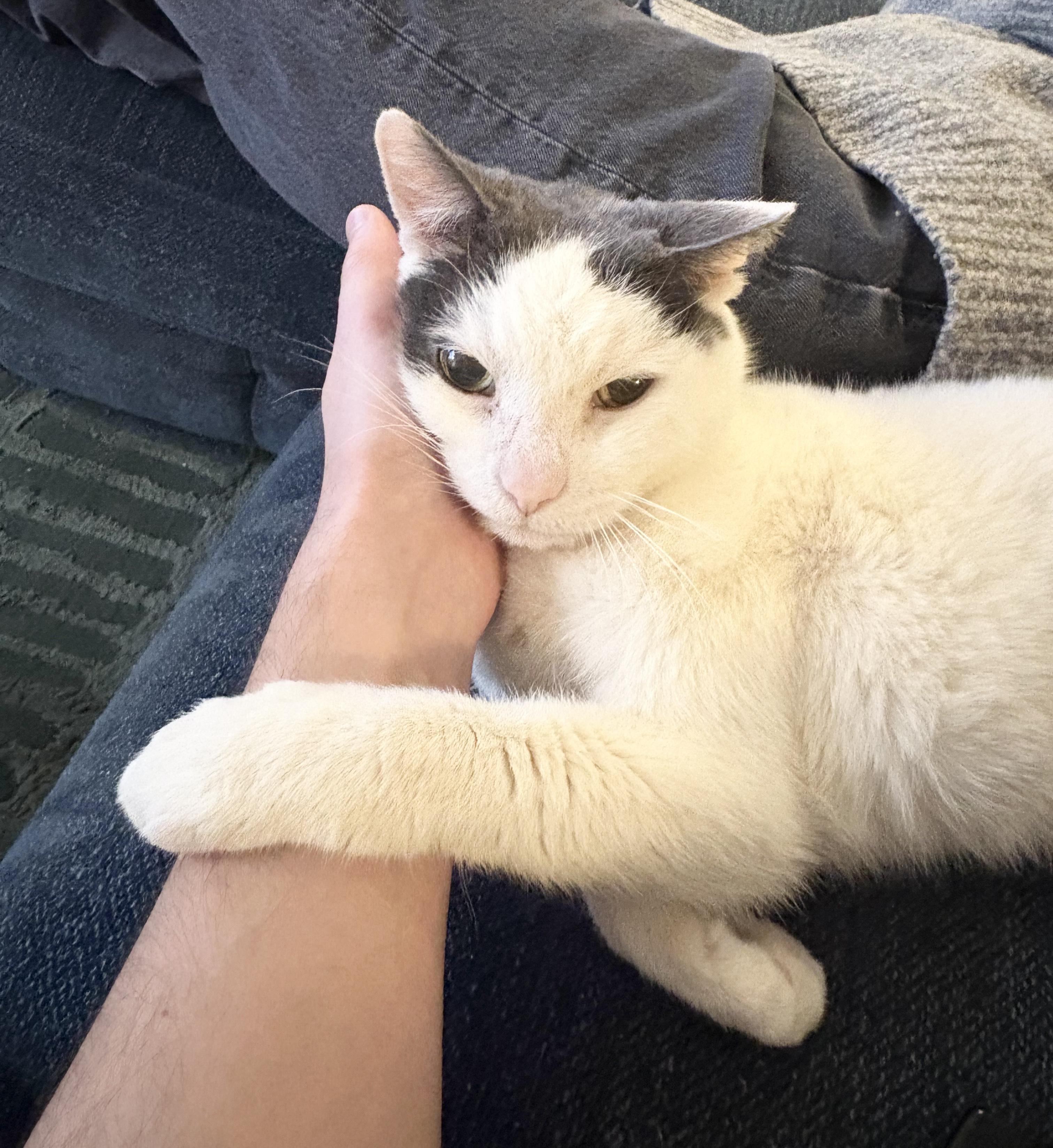 Enlarge Nevada, a Adoptable Domestic Short Hair in New York, NY image 1/6