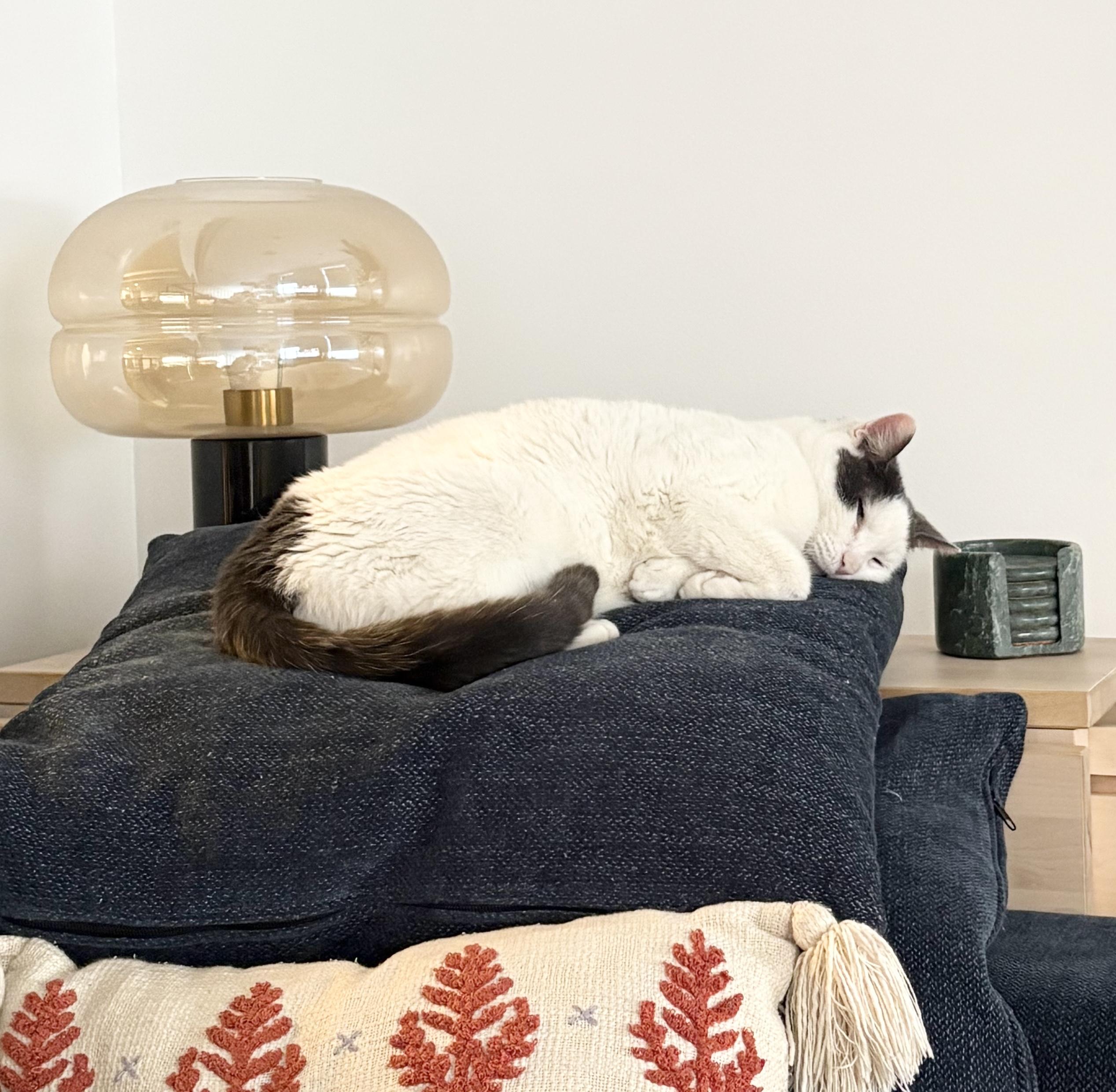 Enlarge Nevada, a Adoptable Domestic Short Hair in New York, NY image 6/6