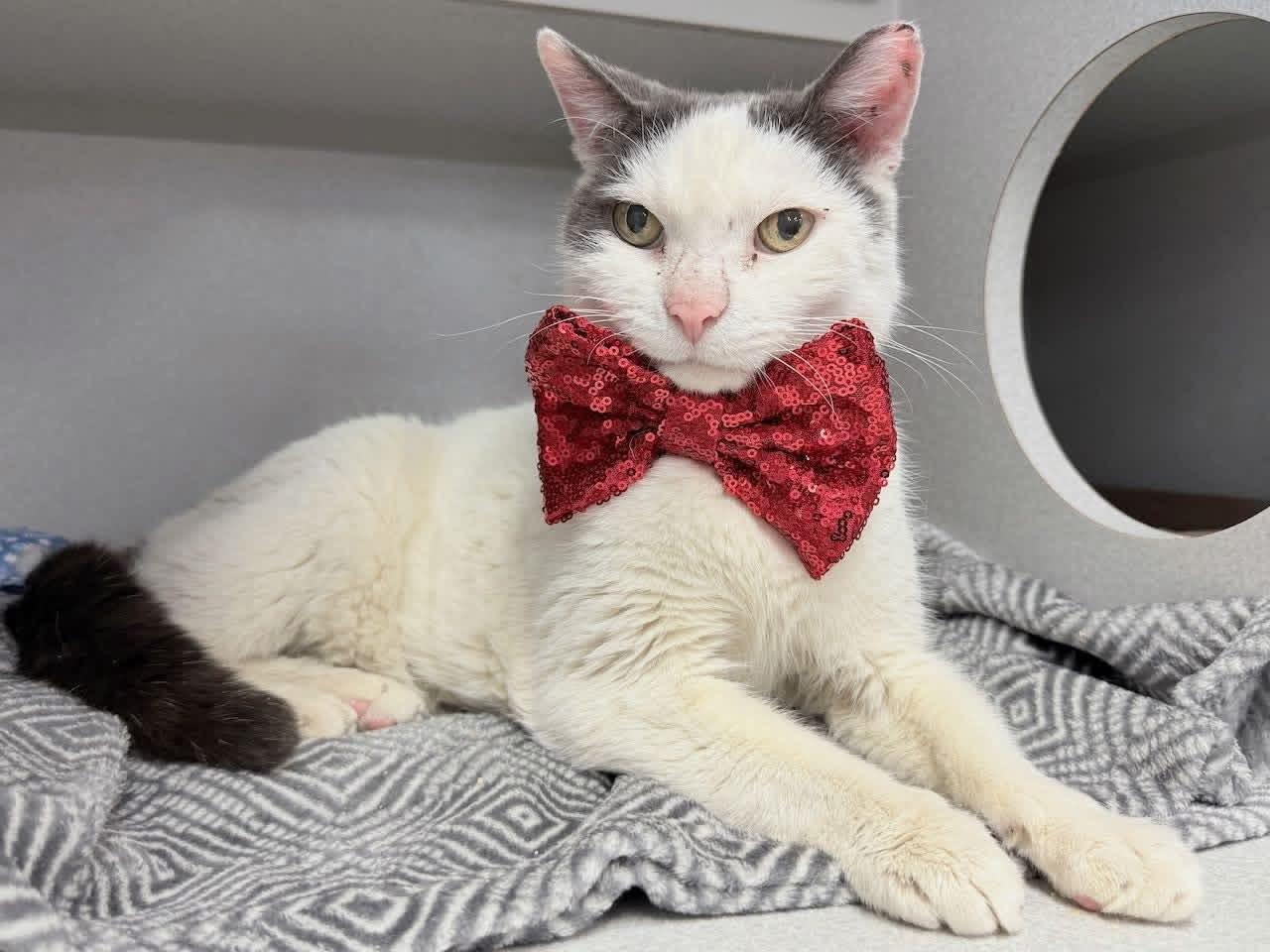 Enlarge Nevada, a Adoptable Domestic Short Hair in New York, NY image 2/6