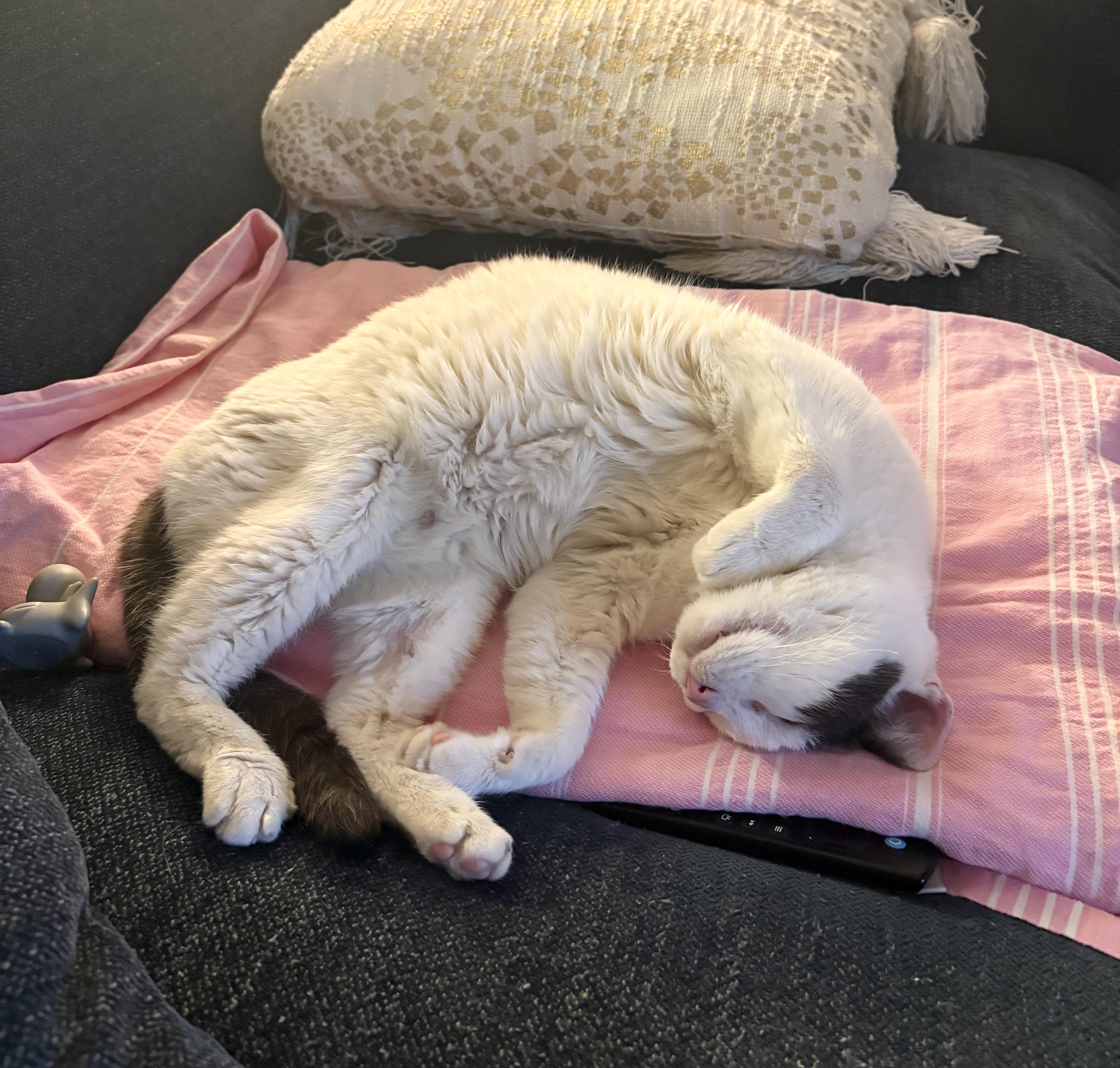 Enlarge Nevada, a Adoptable Domestic Short Hair in New York, NY image 3/6