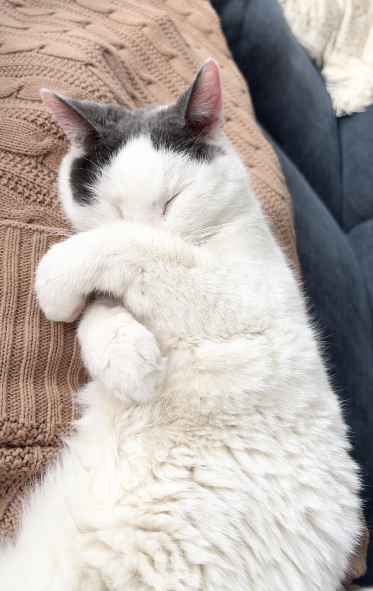 Enlarge Nevada, a Adoptable Domestic Short Hair in New York, NY image 4/6