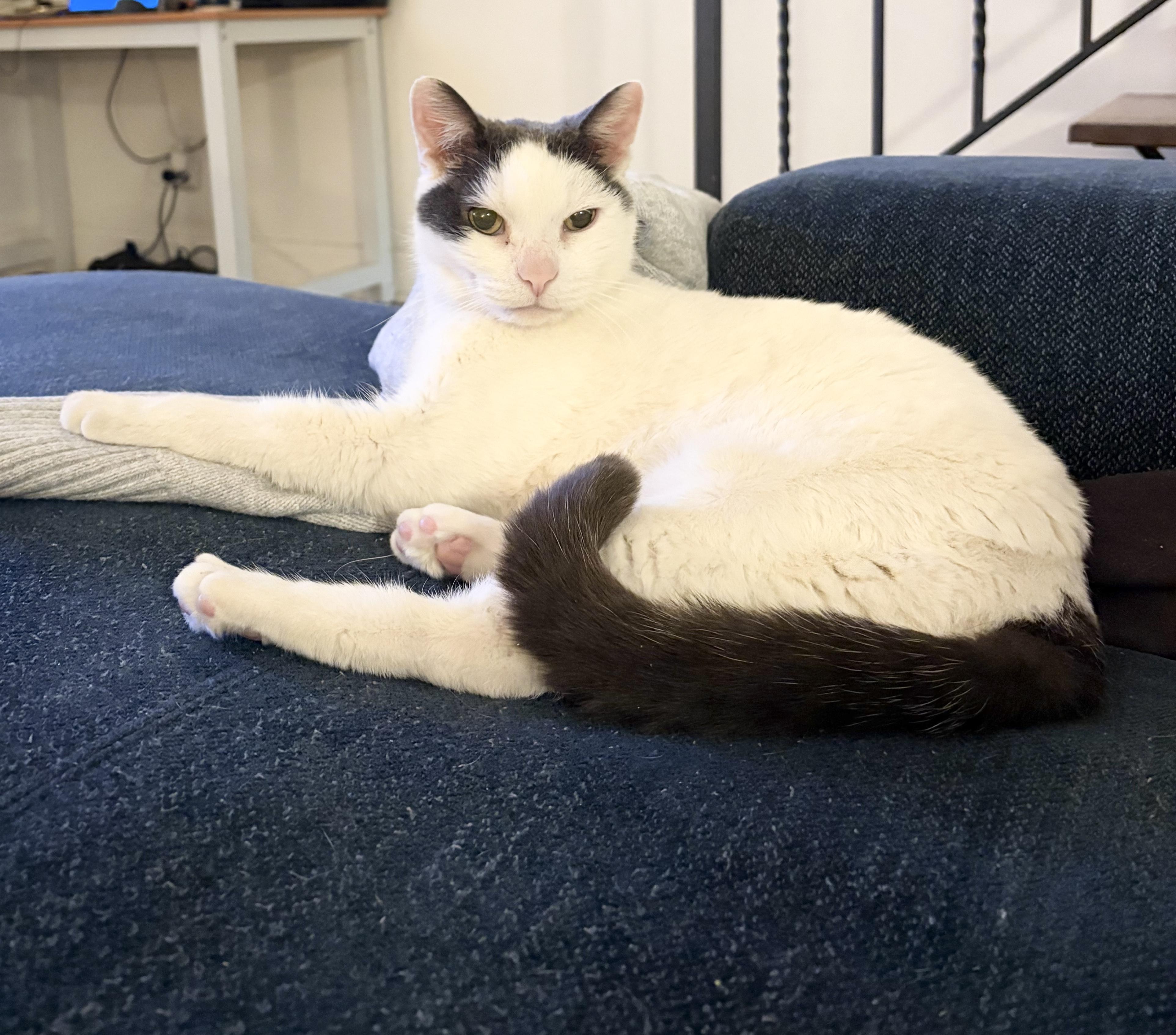 Enlarge Nevada, a Adoptable Domestic Short Hair in New York, NY image 5/6