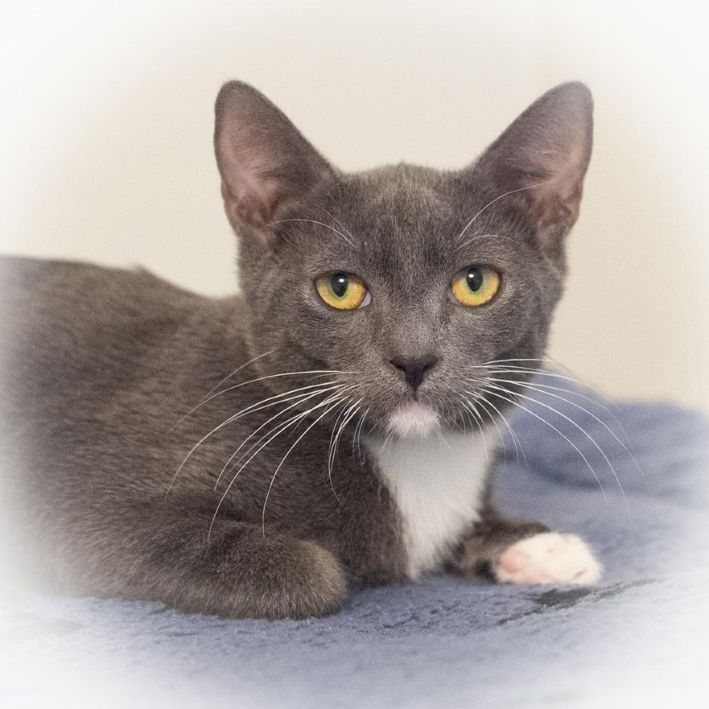 Enlarge Tango, a Adoptable Domestic Short Hair in St. Augustine, FL image 1/4