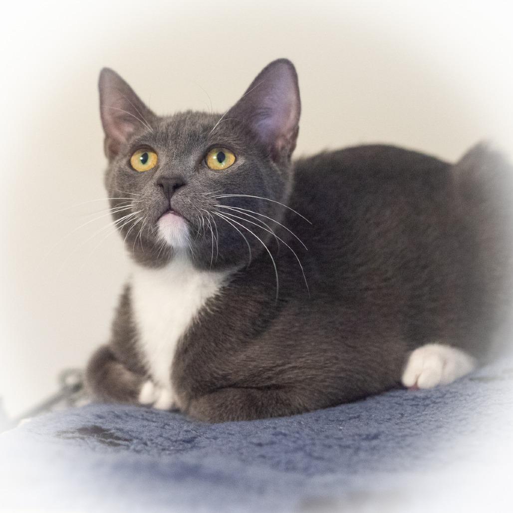 Enlarge Tango, a Adoptable Domestic Short Hair in St. Augustine, FL image 2/4