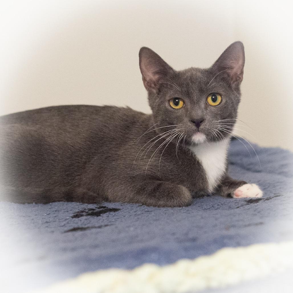 Enlarge Tango, a Adoptable Domestic Short Hair in St. Augustine, FL image 3/4