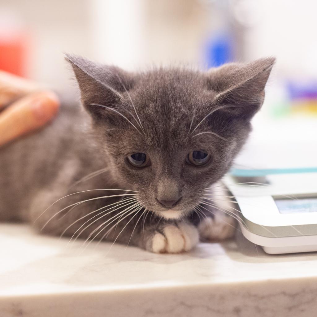 Enlarge Tango, a Adoptable Domestic Short Hair in St. Augustine, FL image 4/4