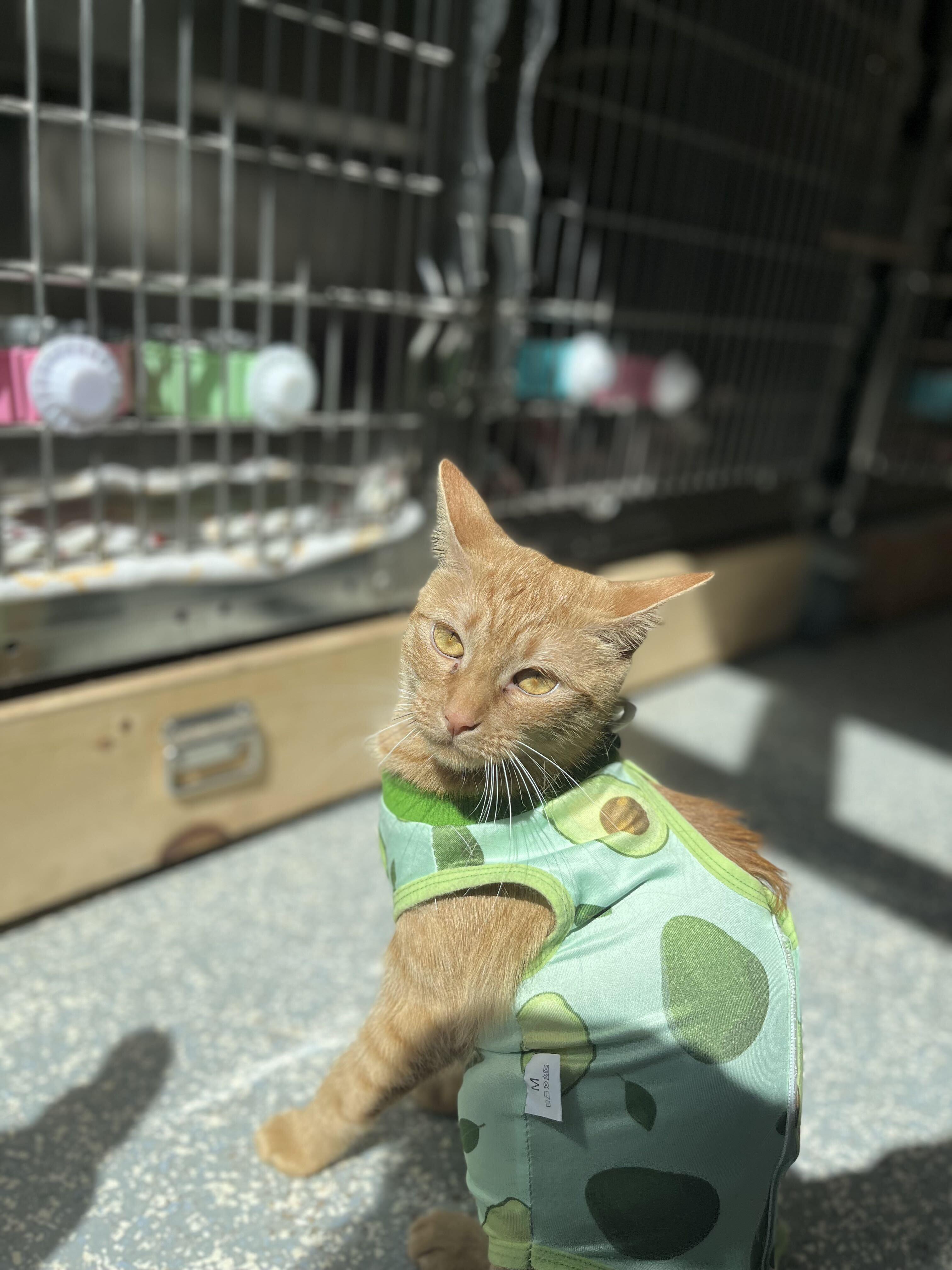 Enlarge Arwen, a Adopted Domestic Short Hair in North Haven, CT image 4/4