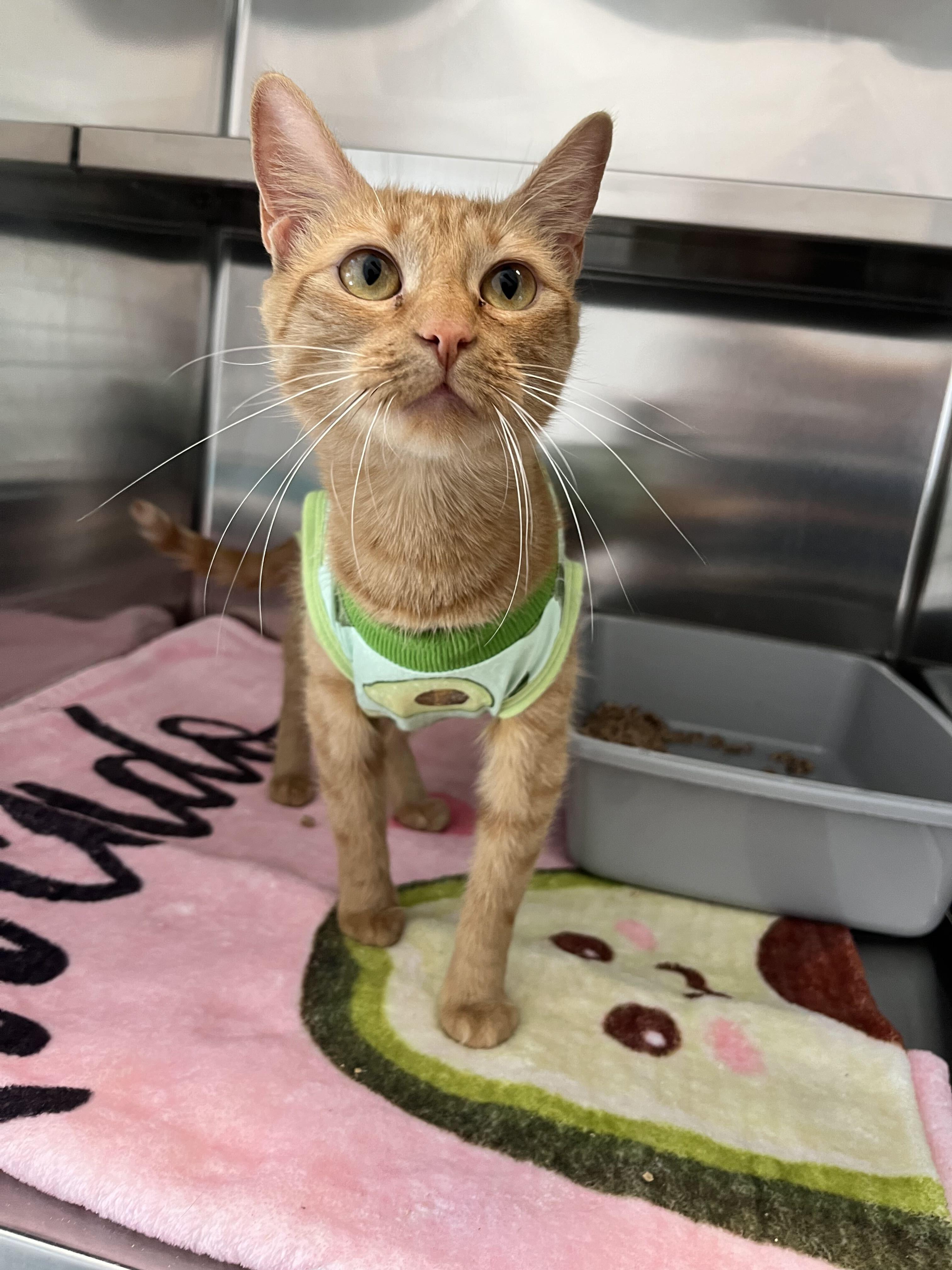 Arwen, Adopted, Young Female Domestic Short Hair.