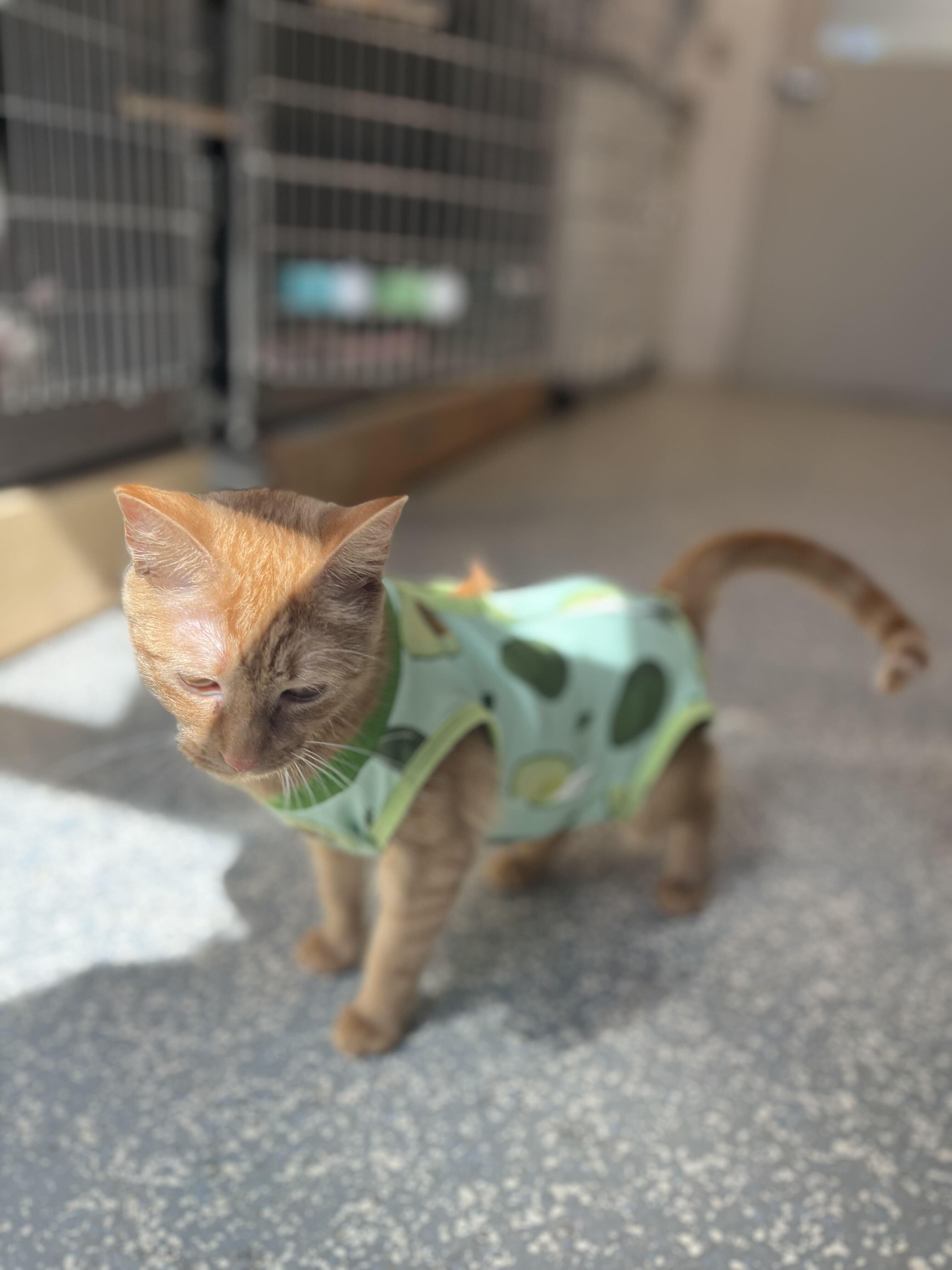 Enlarge Arwen, a Adopted Domestic Short Hair in North Haven, CT image 3/4