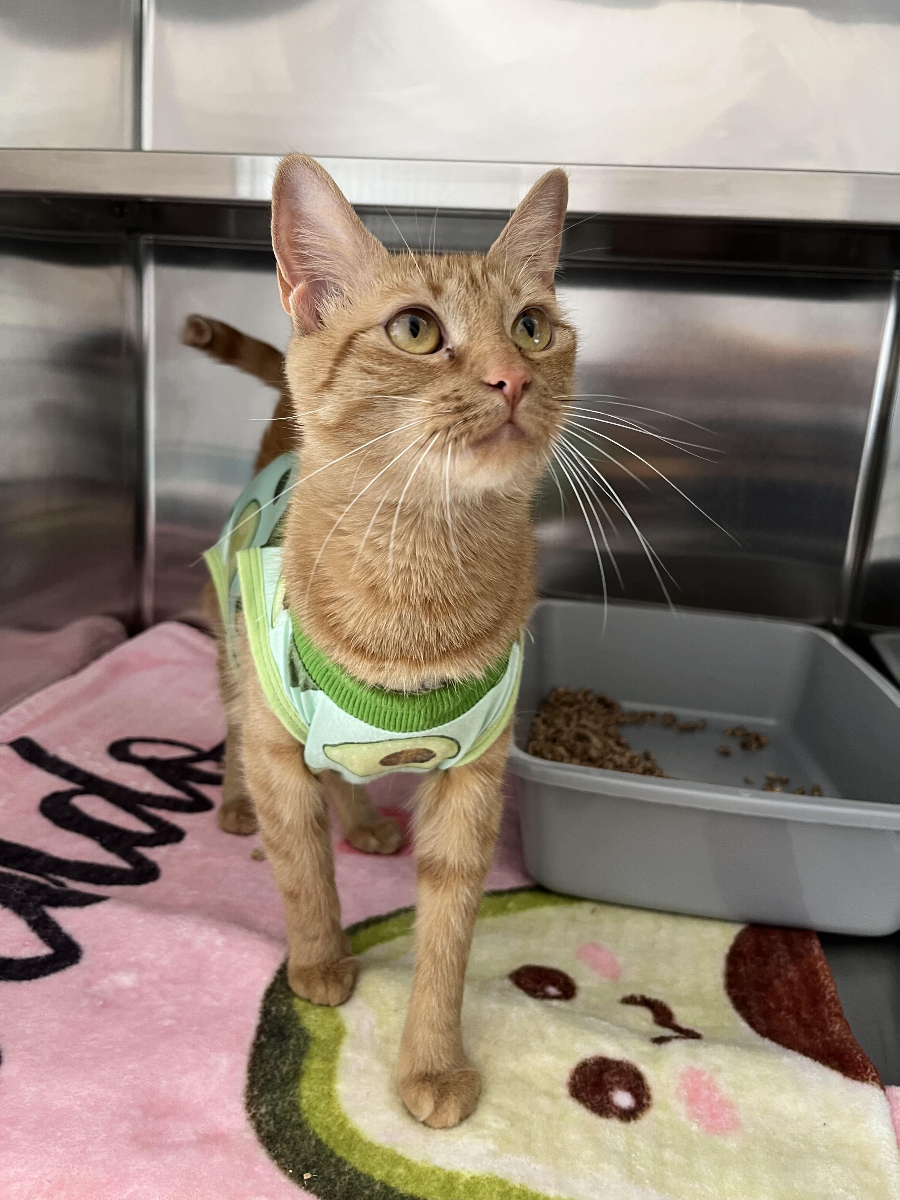 Enlarge Arwen, a Adopted Domestic Short Hair in North Haven, CT image 2/4