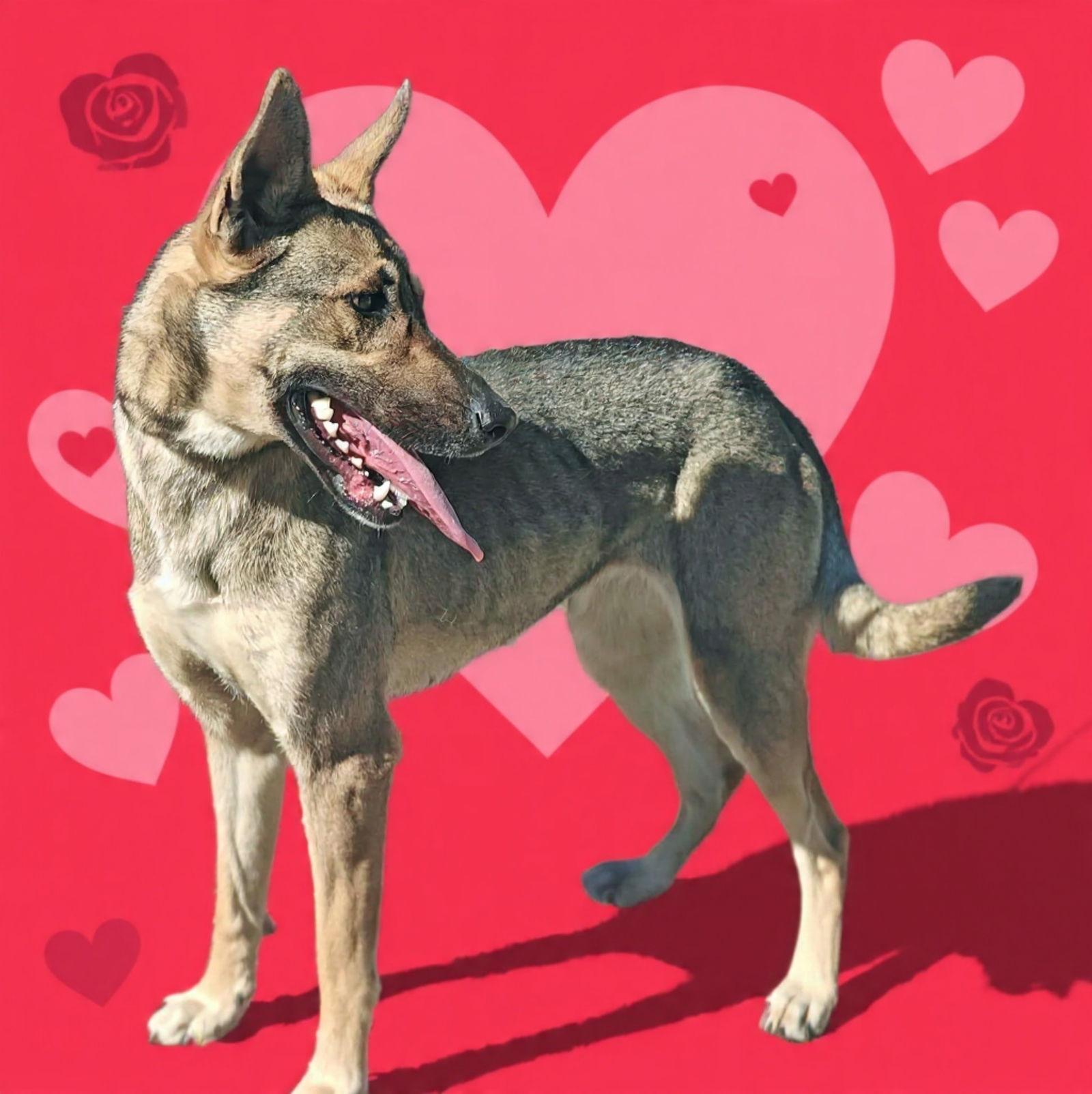 Prima 26/020, Adopted, Young Female German Shepherd Dog.