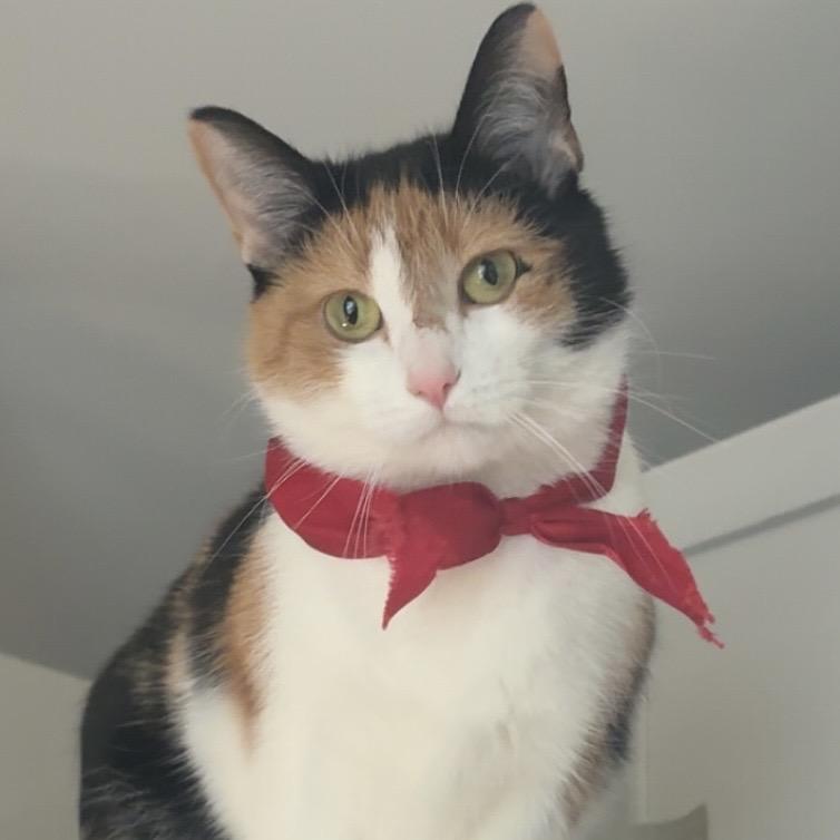 Enlarge Versace, a Adoptable Domestic Short Hair in Ferndale, MI image 1/5