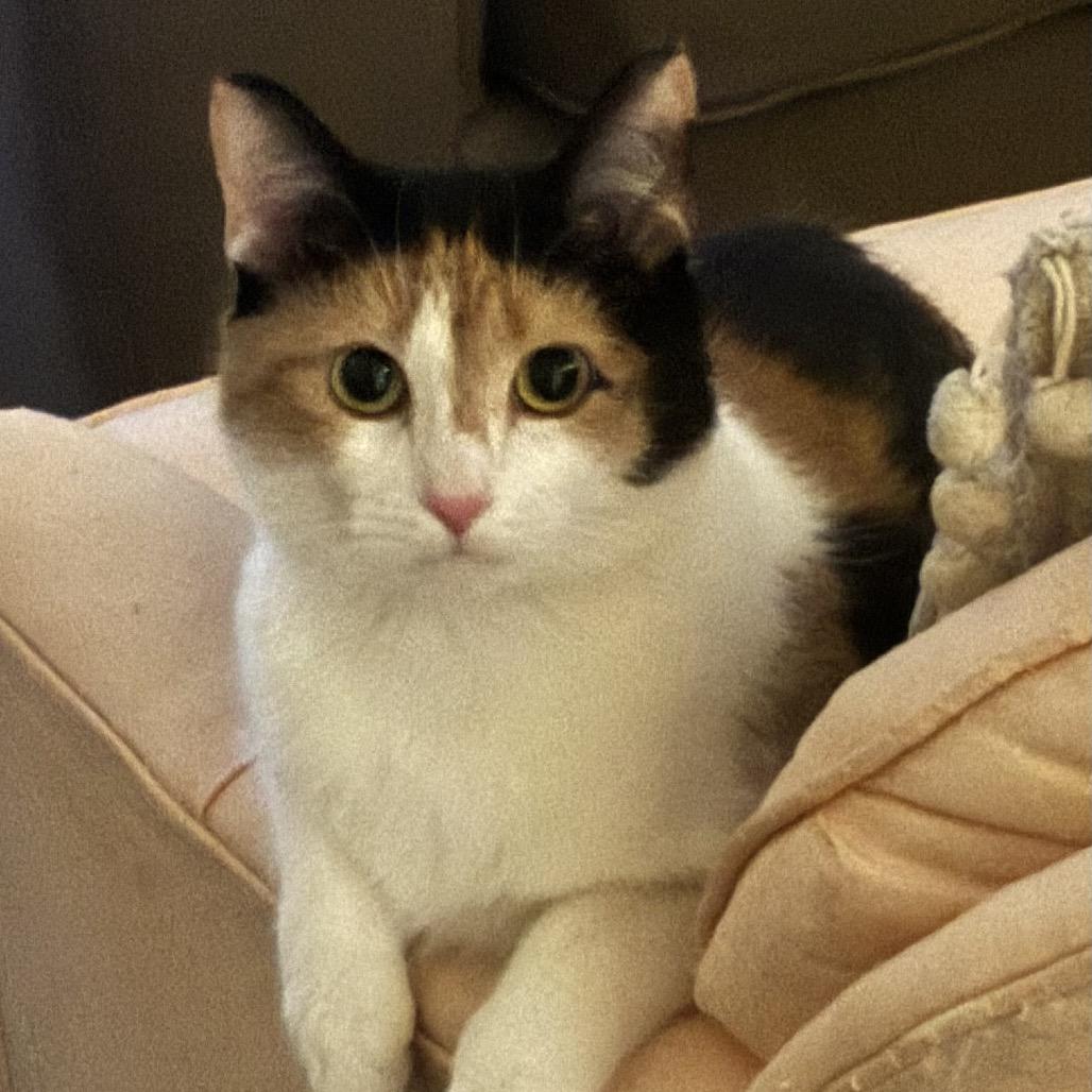 Enlarge Versace, a Adoptable Domestic Short Hair in Ferndale, MI image 2/5