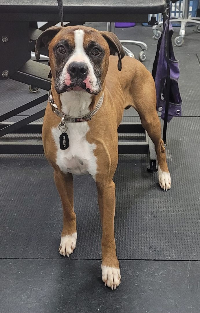 Ready, a Adoptable Boxer in Clarksburg, MD image 1/5