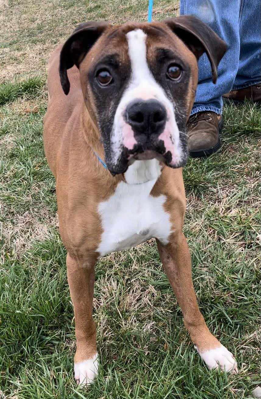 Ready, a Adoptable Boxer in Clarksburg, MD image 2/5