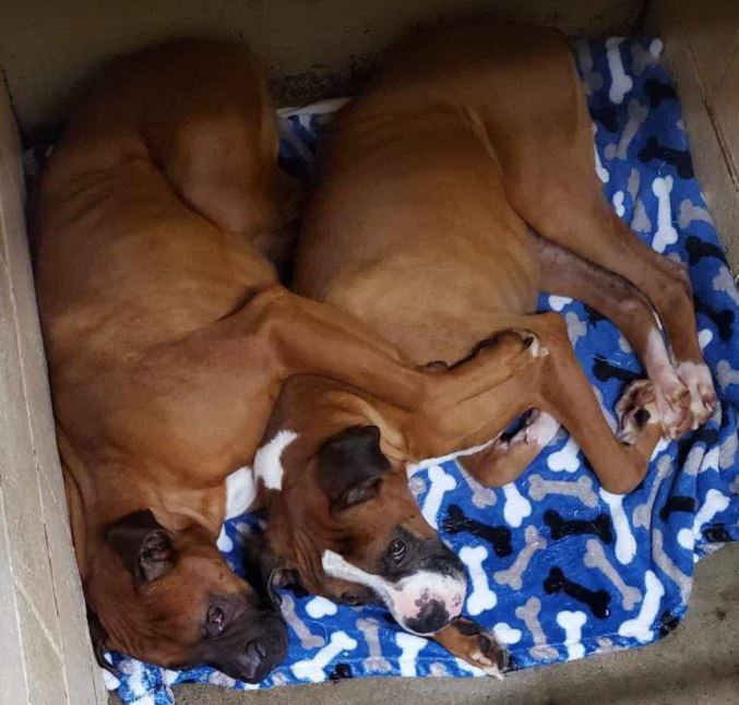 Ready, a Adoptable Boxer in Clarksburg, MD image 3/5