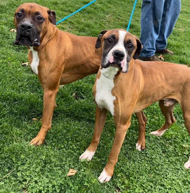 Ready, a Adoptable Boxer in Clarksburg, MD image 5/5