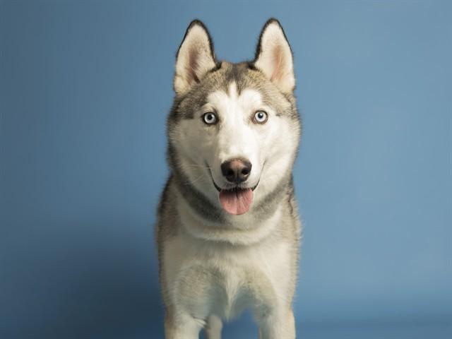 DIEGO, Adoptable, Young Male Husky.