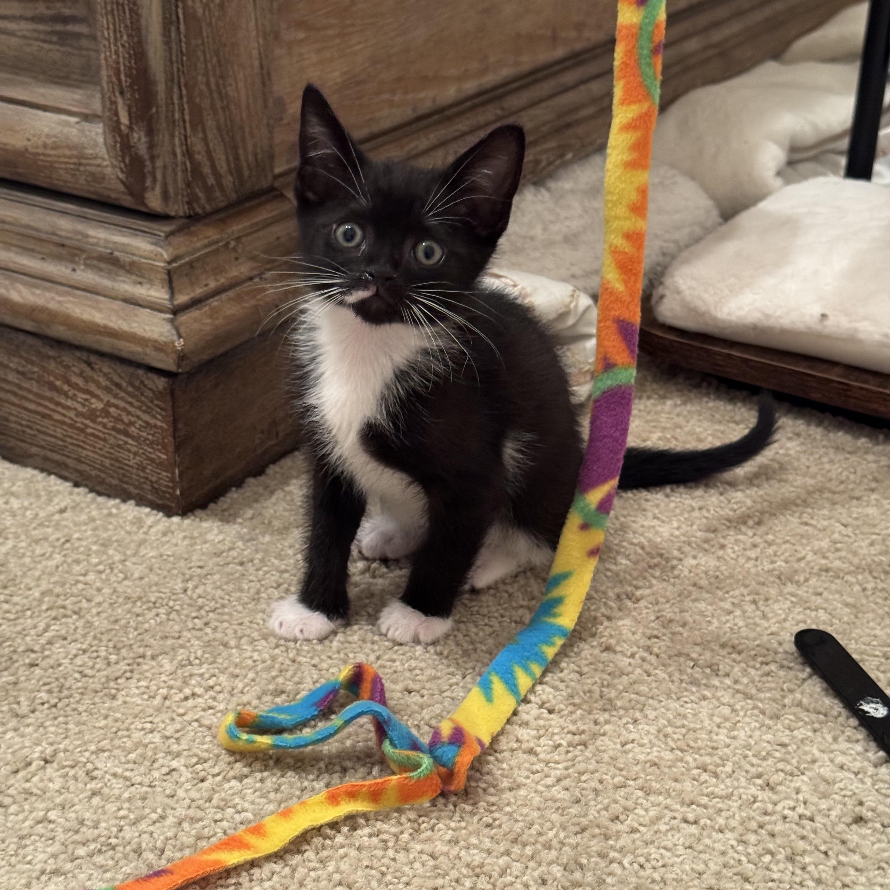 Jacey, a Adopted mixed breed in Windermere, FL image 4/6