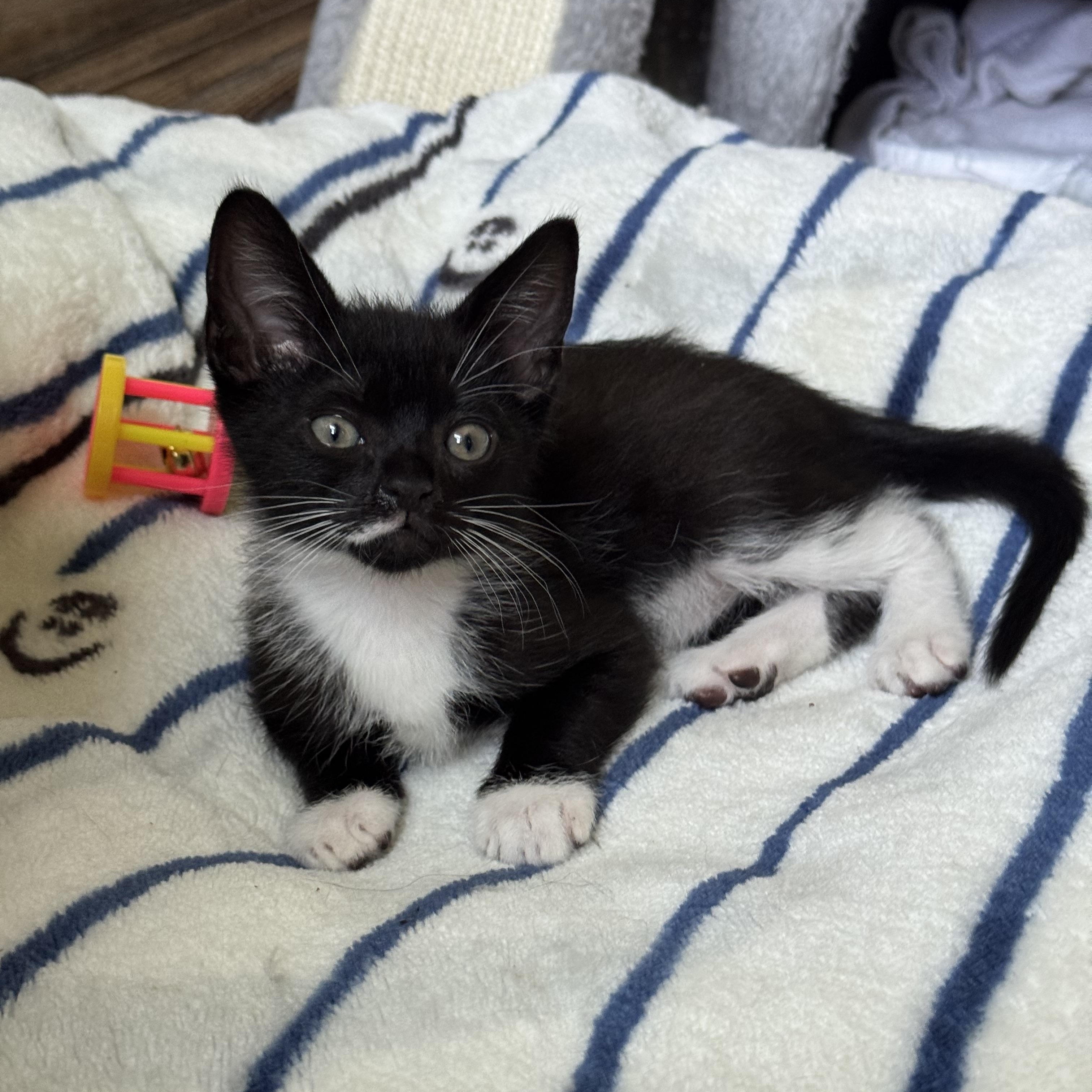 Jacey, Adopted, Kitten Male Domestic Short Hair.
