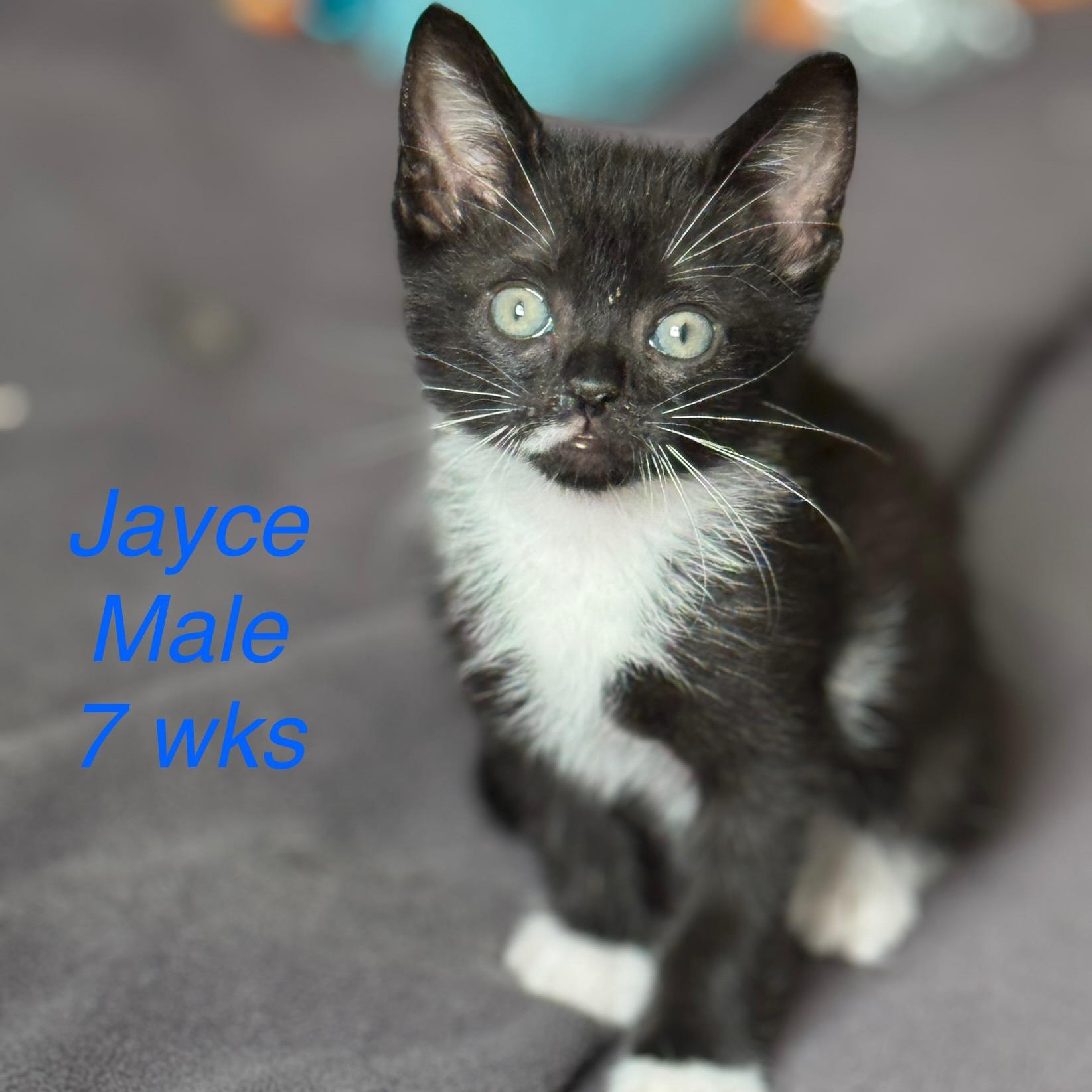 Jacey, a Adopted mixed breed in Windermere, FL image 1/6