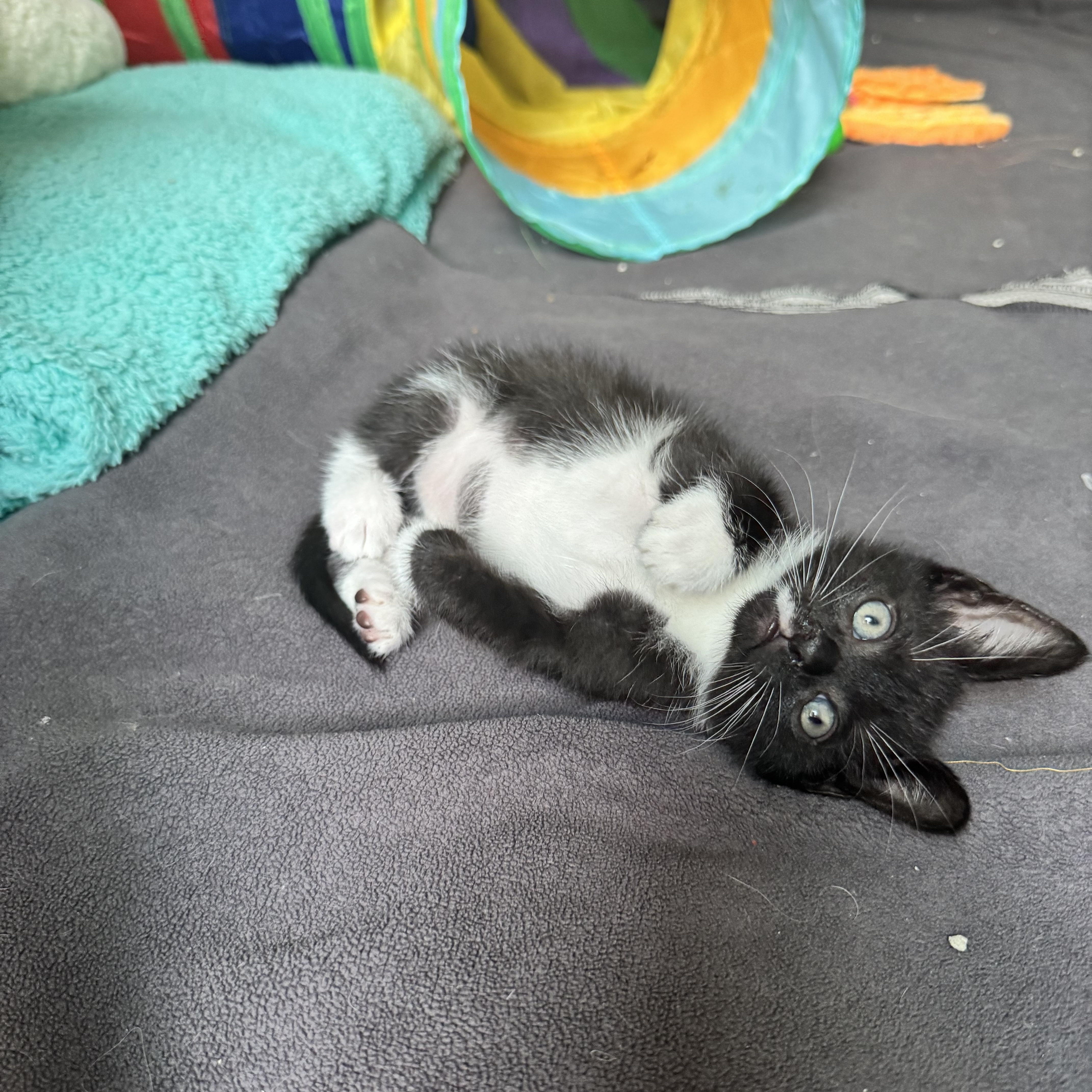 Jacey, a Adopted mixed breed in Windermere, FL image 6/6