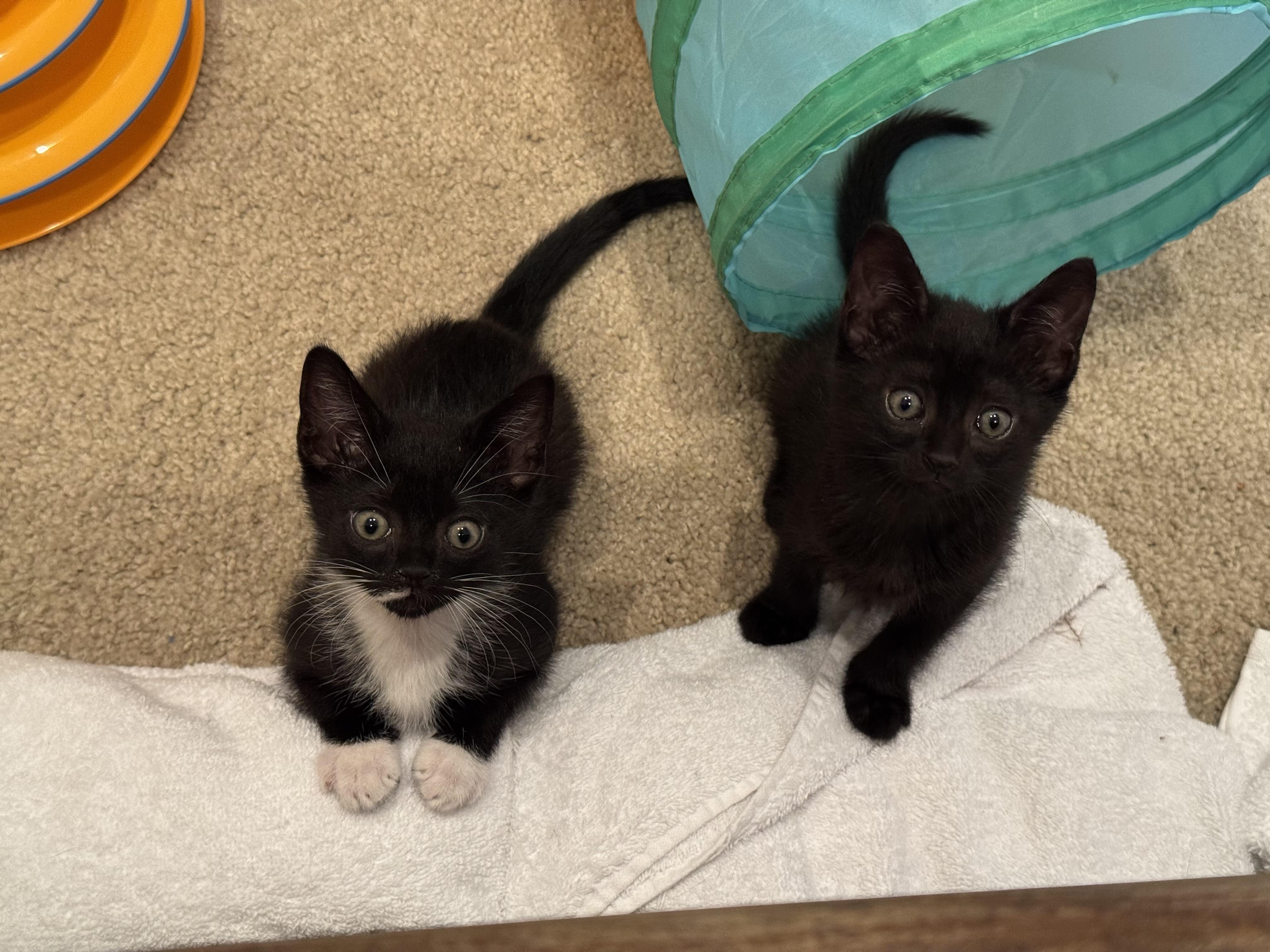 Jacey, a Adopted mixed breed in Windermere, FL image 2/6