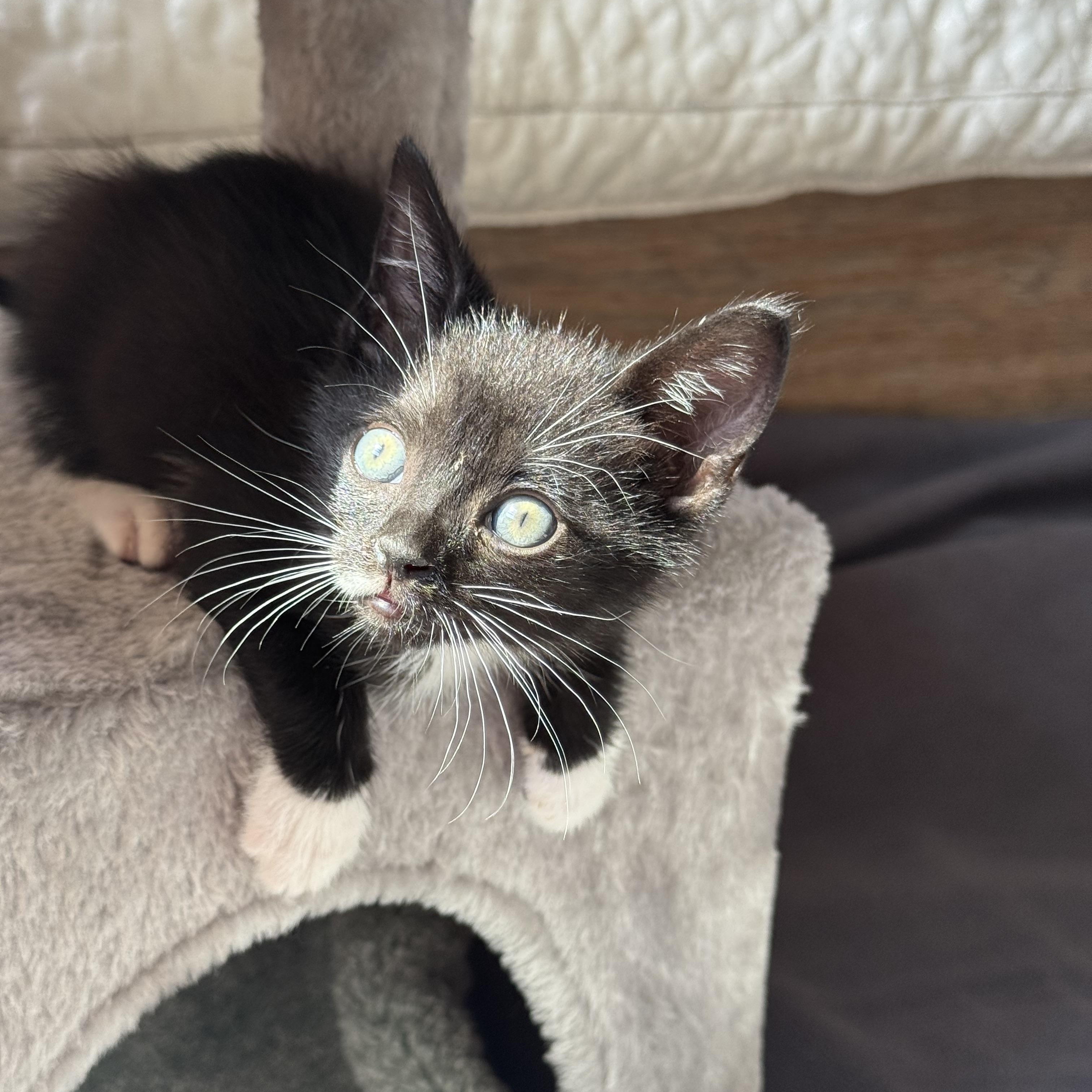 Jacey, a Adopted mixed breed in Windermere, FL image 5/6