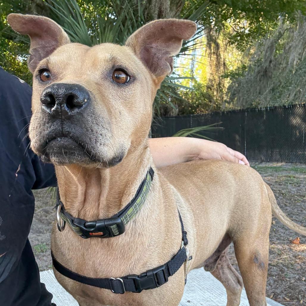 Tiramisu, Adoptable, Adult Male Mixed Breed.