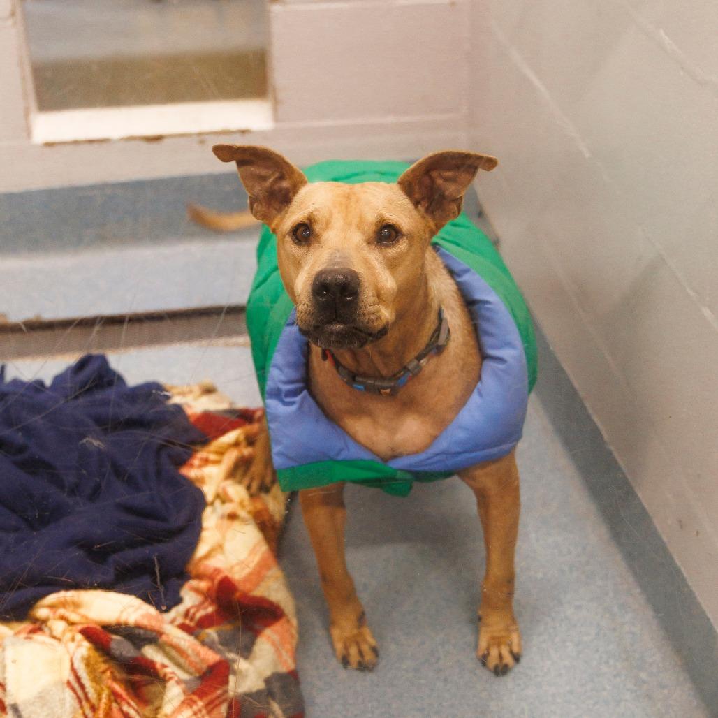 Tiramisu, Adoptable, Adult Male Mixed Breed.