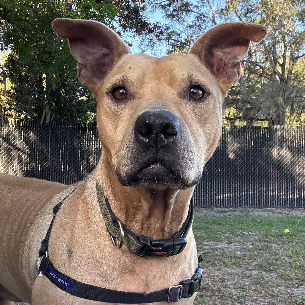 Tiramisu, a Adoptable Mixed Breed in Gainesville, FL image 3/6