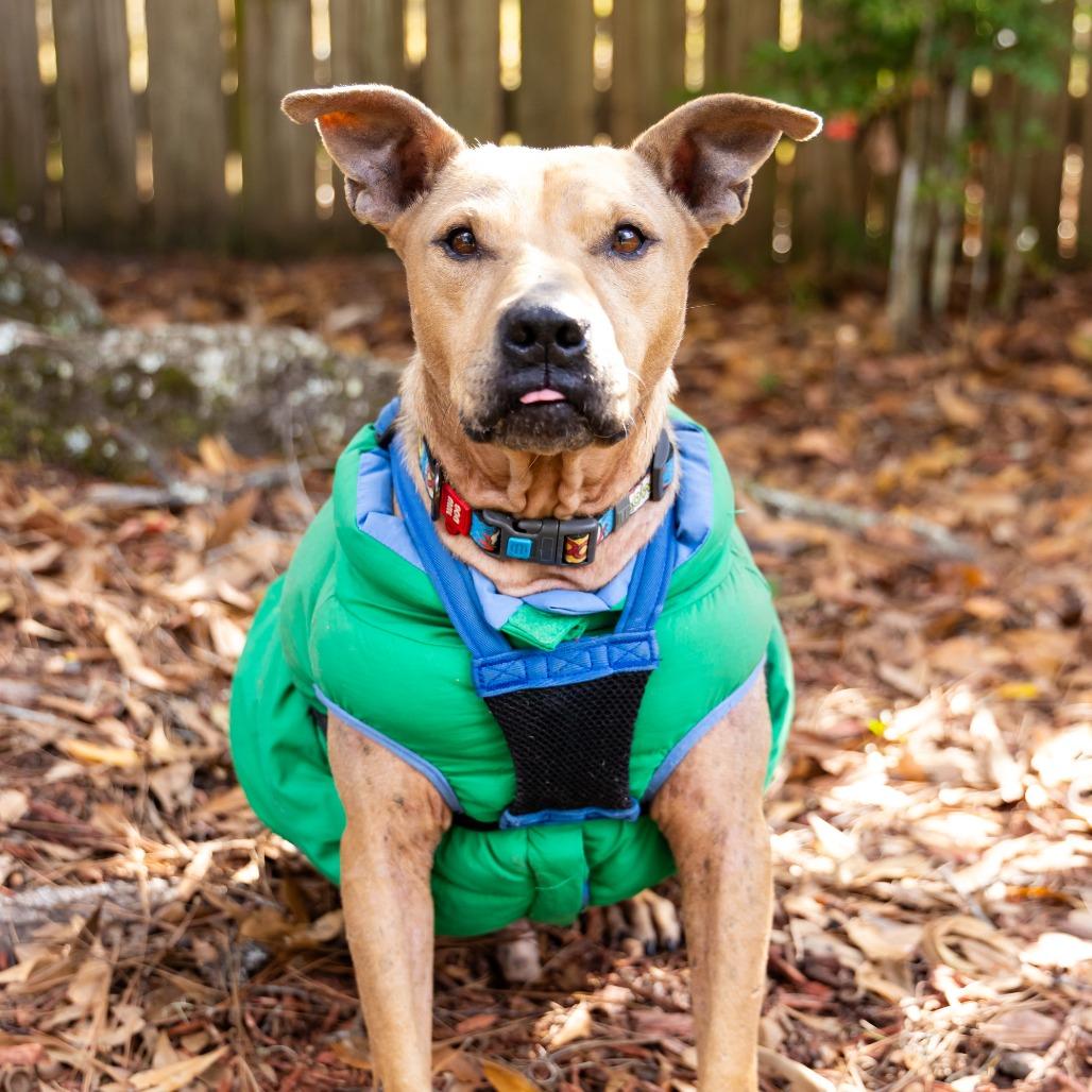 Tiramisu, a Adoptable Mixed Breed in Gainesville, FL image 5/6
