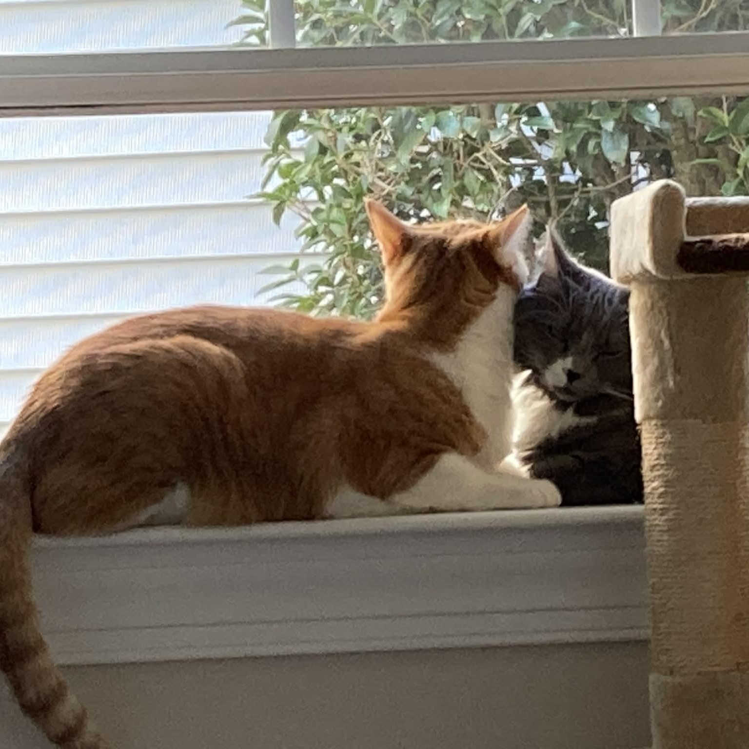 Cosmo - in foster home, a Adoptable Domestic Short Hair in Myrtle Beach, SC image 5/5