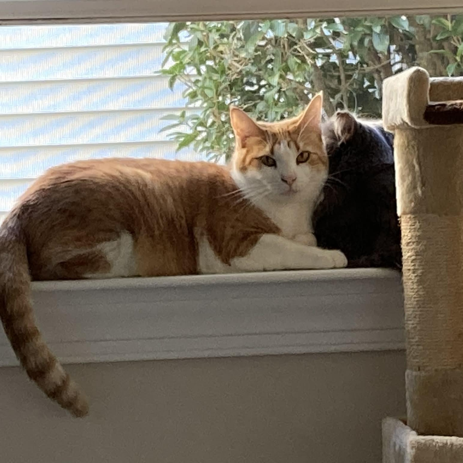 Cosmo - in foster home, a Adoptable Domestic Short Hair in Myrtle Beach, SC image 4/5