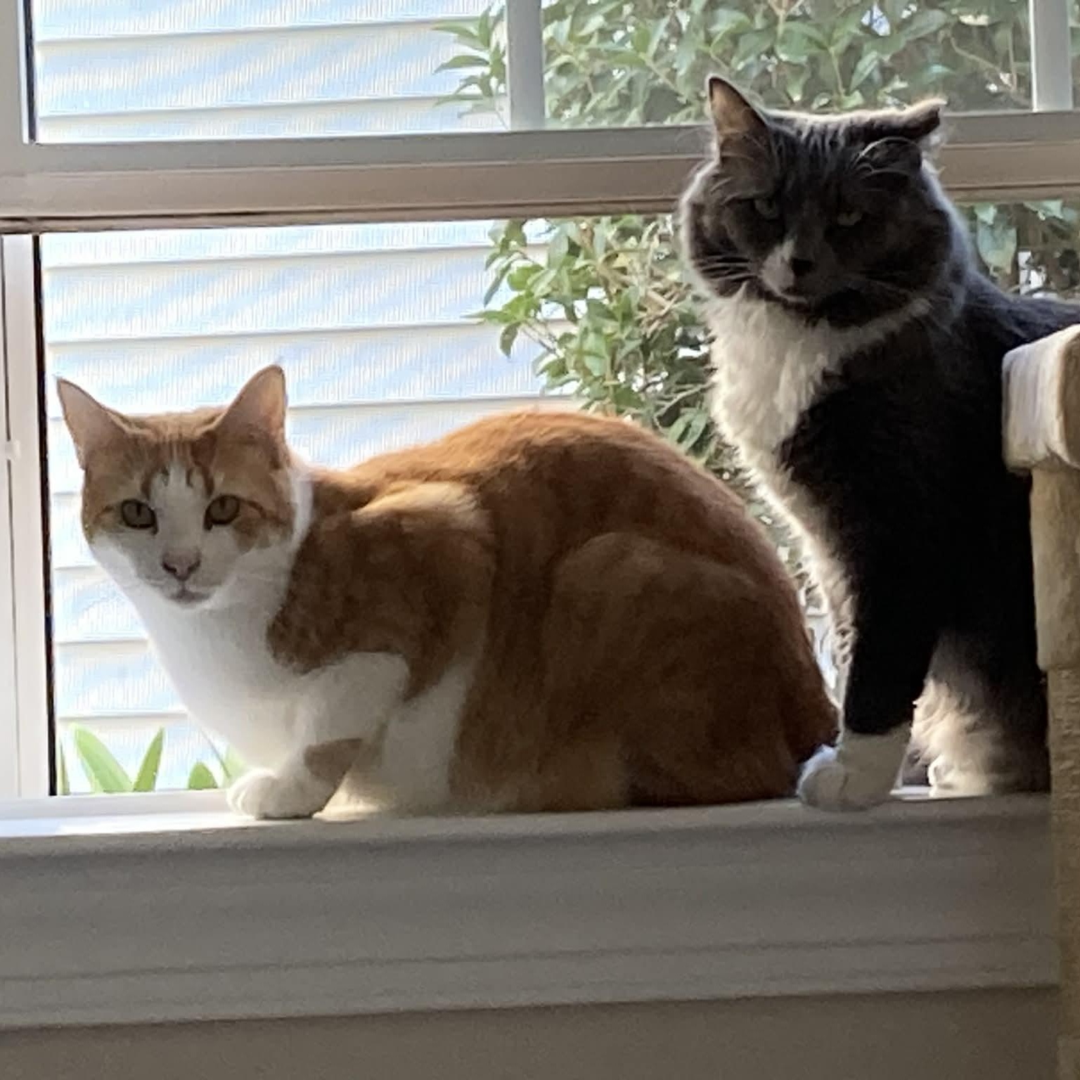 Cosmo - in foster home, a Adoptable Domestic Short Hair in Myrtle Beach, SC image 3/5