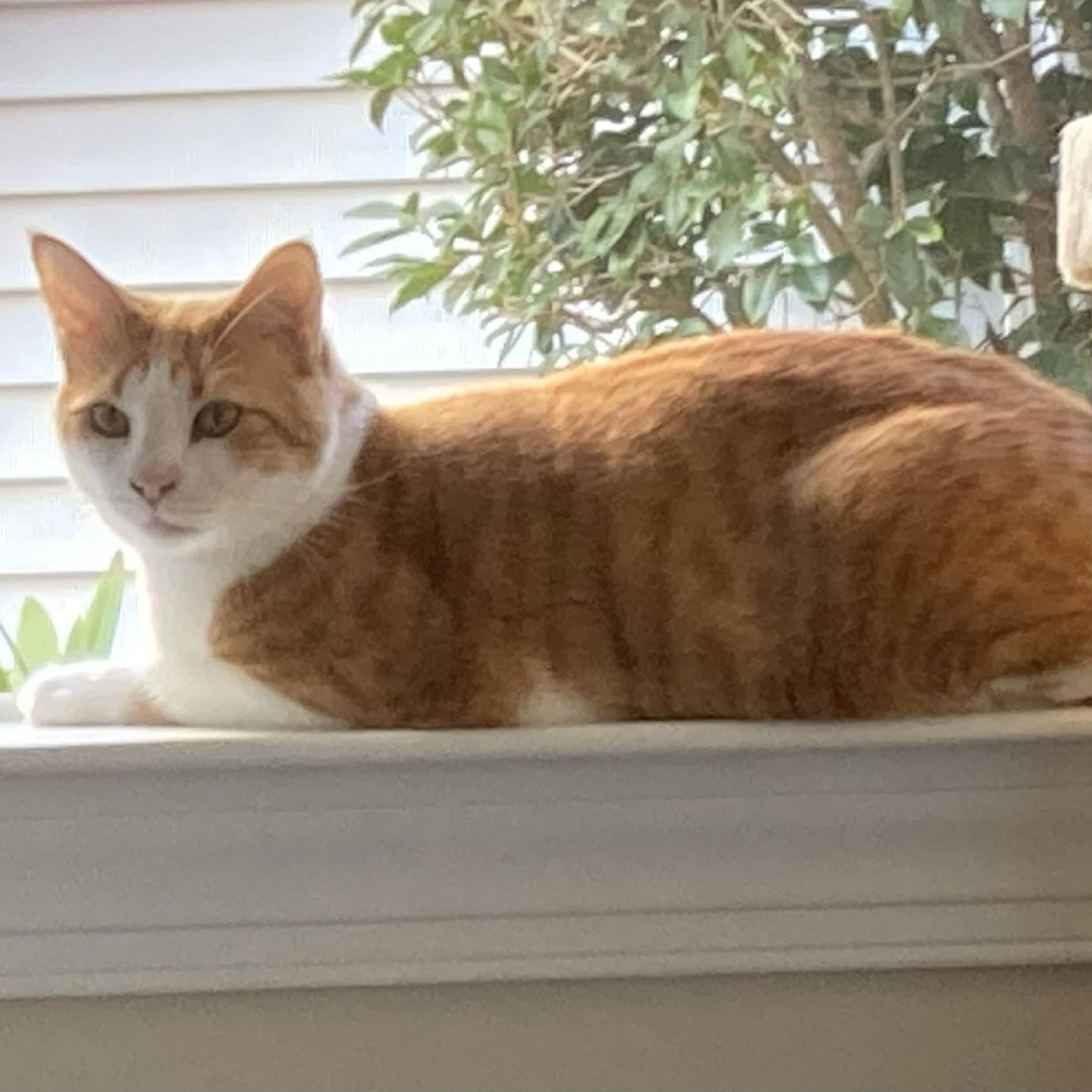 Cosmo - in foster home, Adoptable, Adult Male Domestic Short Hair.