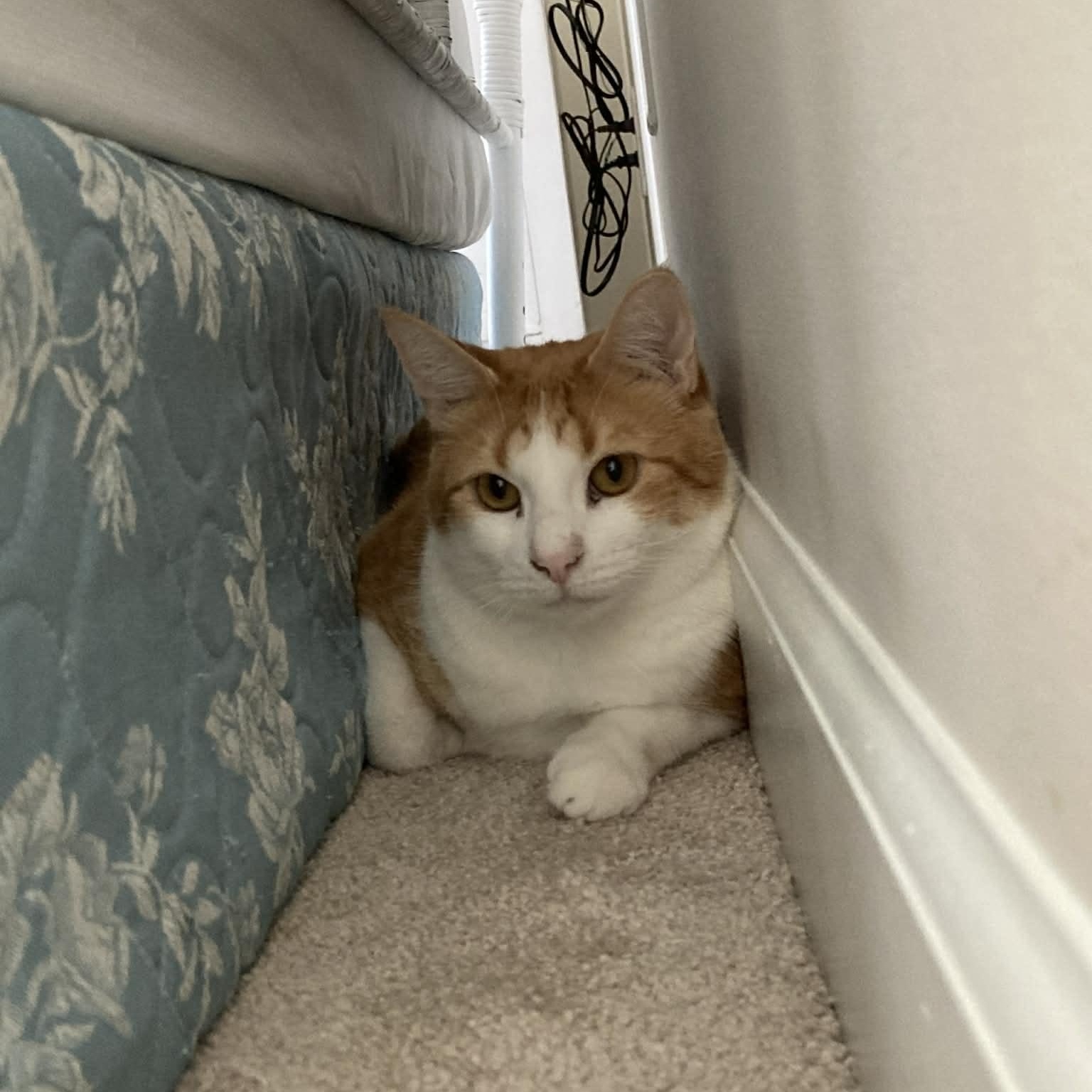 Cosmo - in foster home, a Adoptable Domestic Short Hair in Myrtle Beach, SC image 2/5