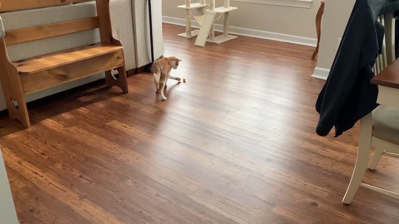 Enlarge Cosmo - in foster home, a Adoptable Domestic Short Hair in Myrtle Beach, SC video 2/6