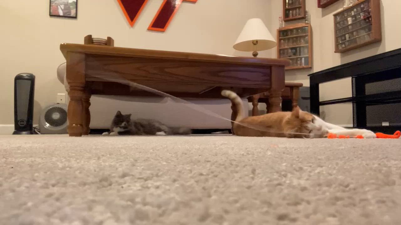 Enlarge Cosmo - in foster home, a Adoptable Domestic Short Hair in Myrtle Beach, SC video 6/6