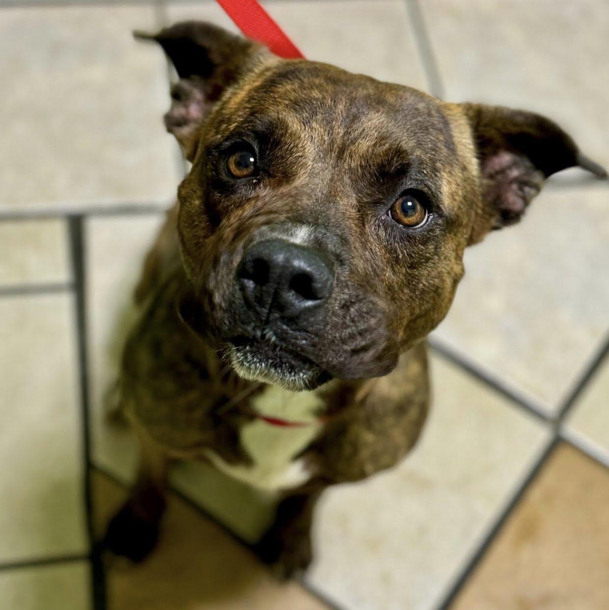 Snickers, Young Female Pit Bull Terrier