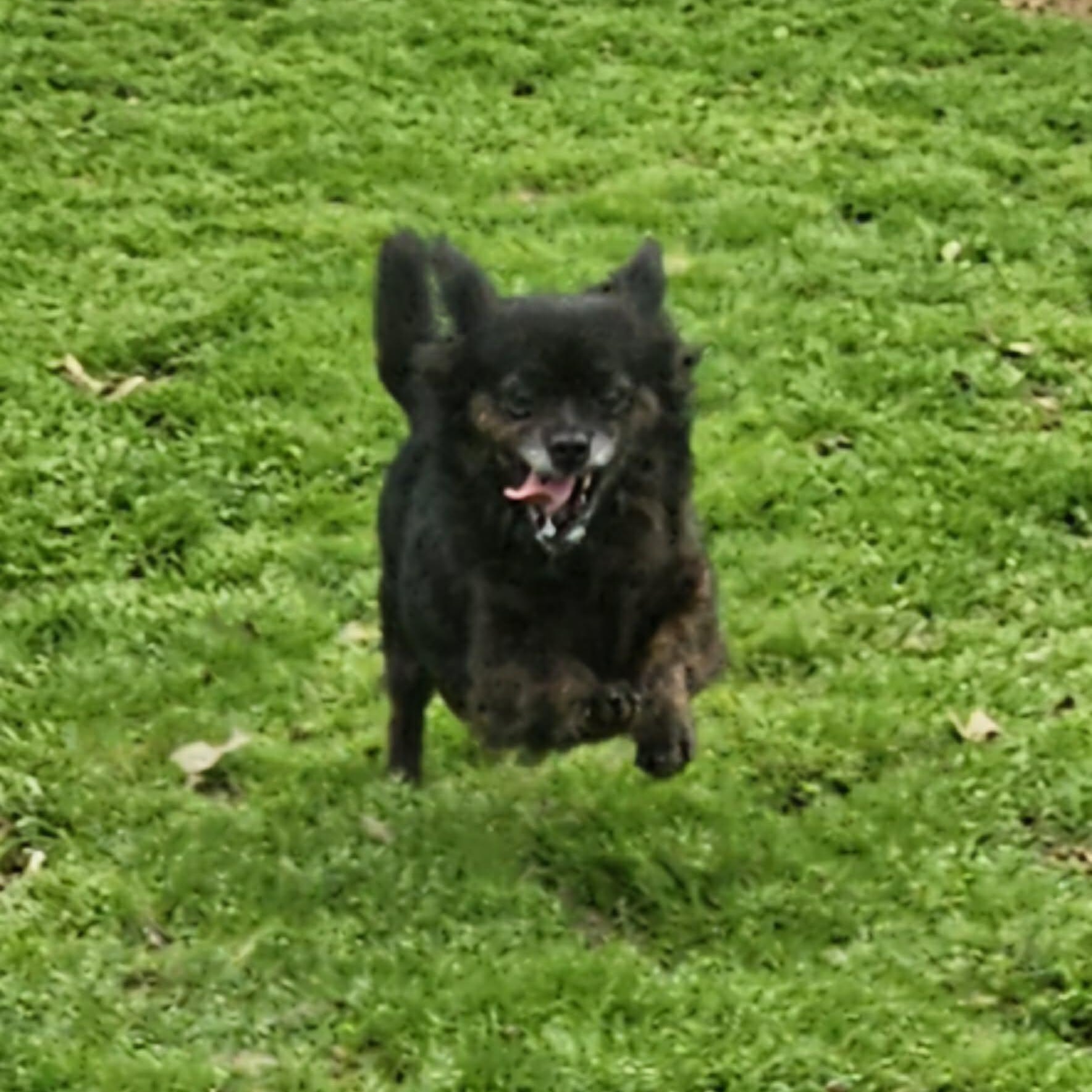 KOKO, a Adoptable Pomeranian in Athens, AL image 4/6