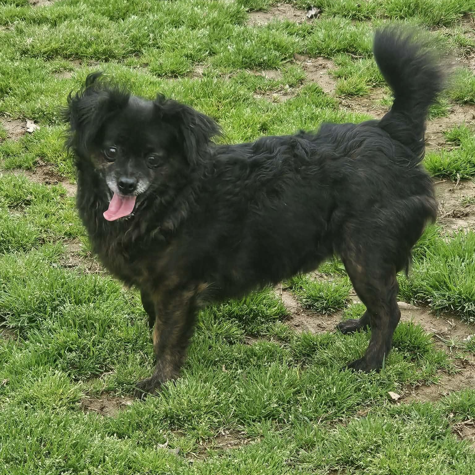 KOKO, a Adoptable Pomeranian in Athens, AL image 2/6